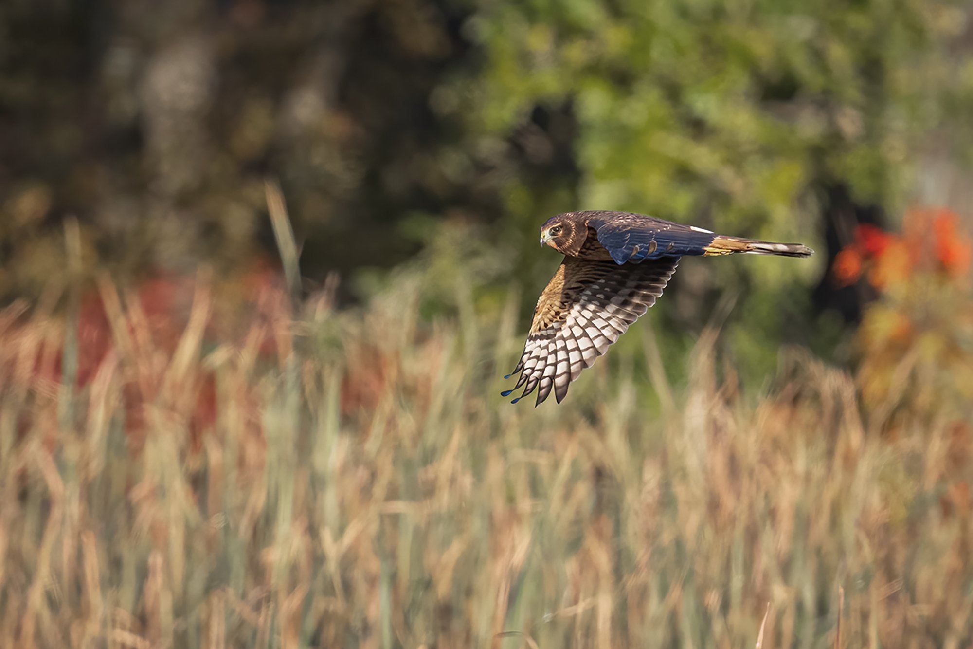 Northern Harrier Hawk Immature - Minnesota