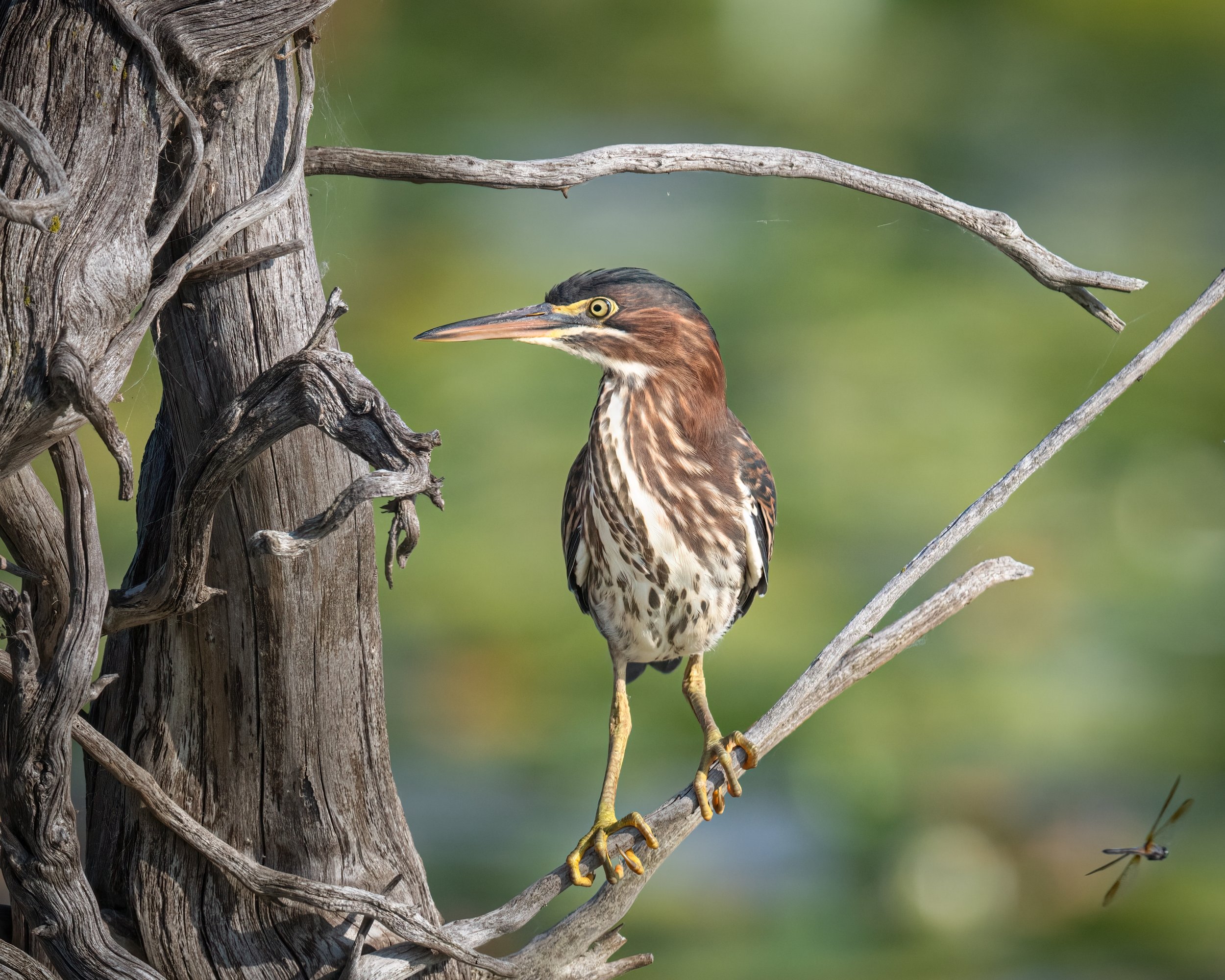 Green Heron - Minnesota