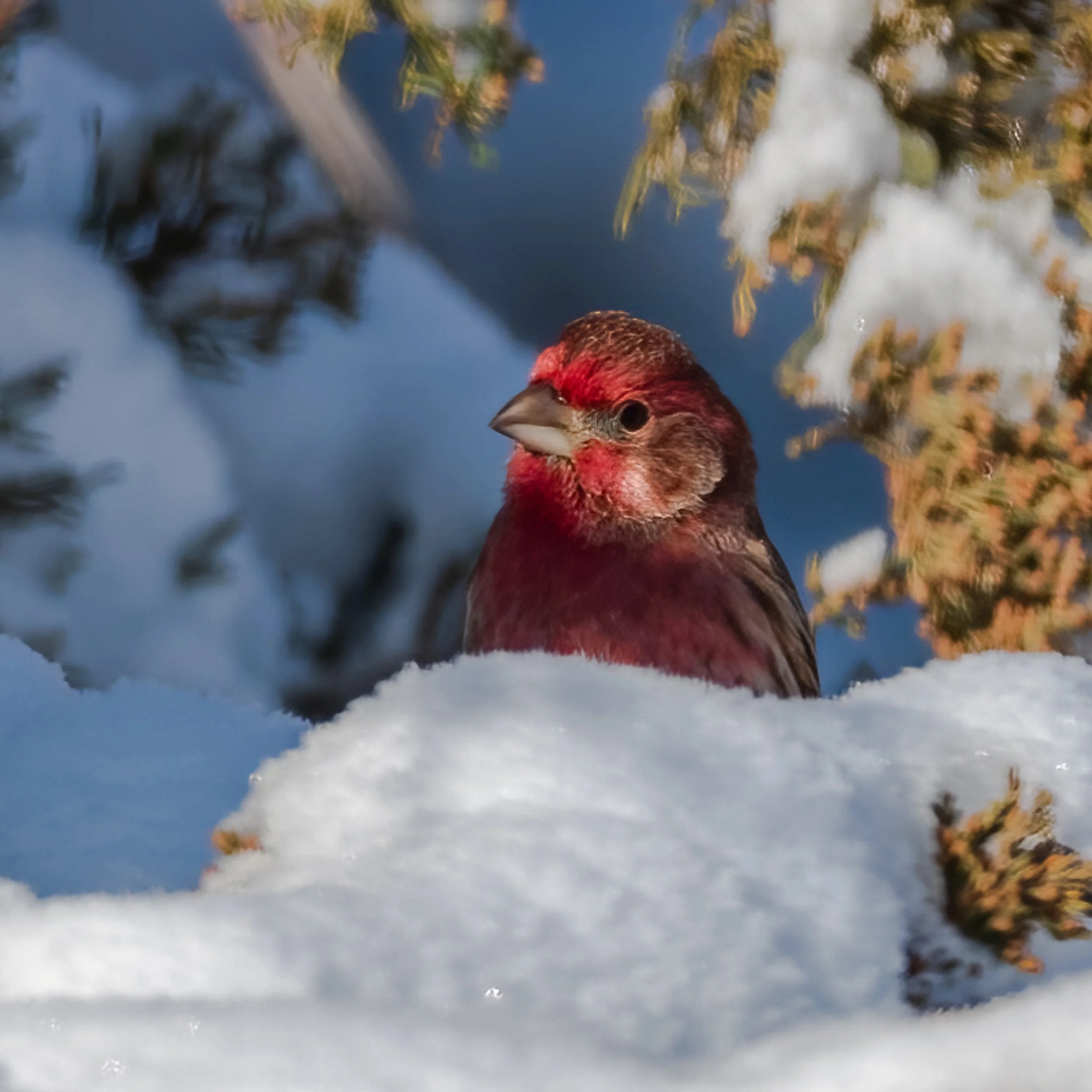 House Finch - Minnesota