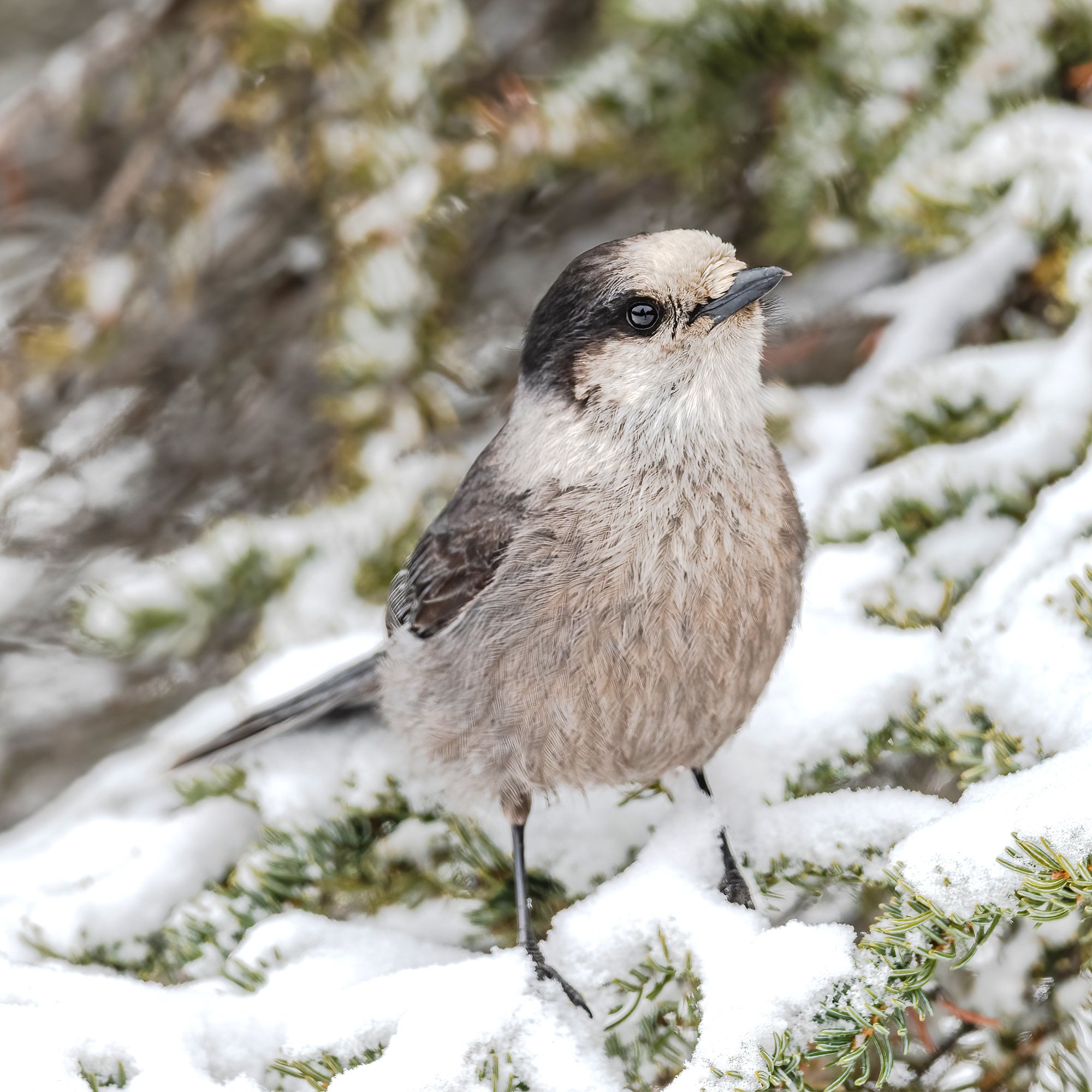 Canada Jay - Minnesota