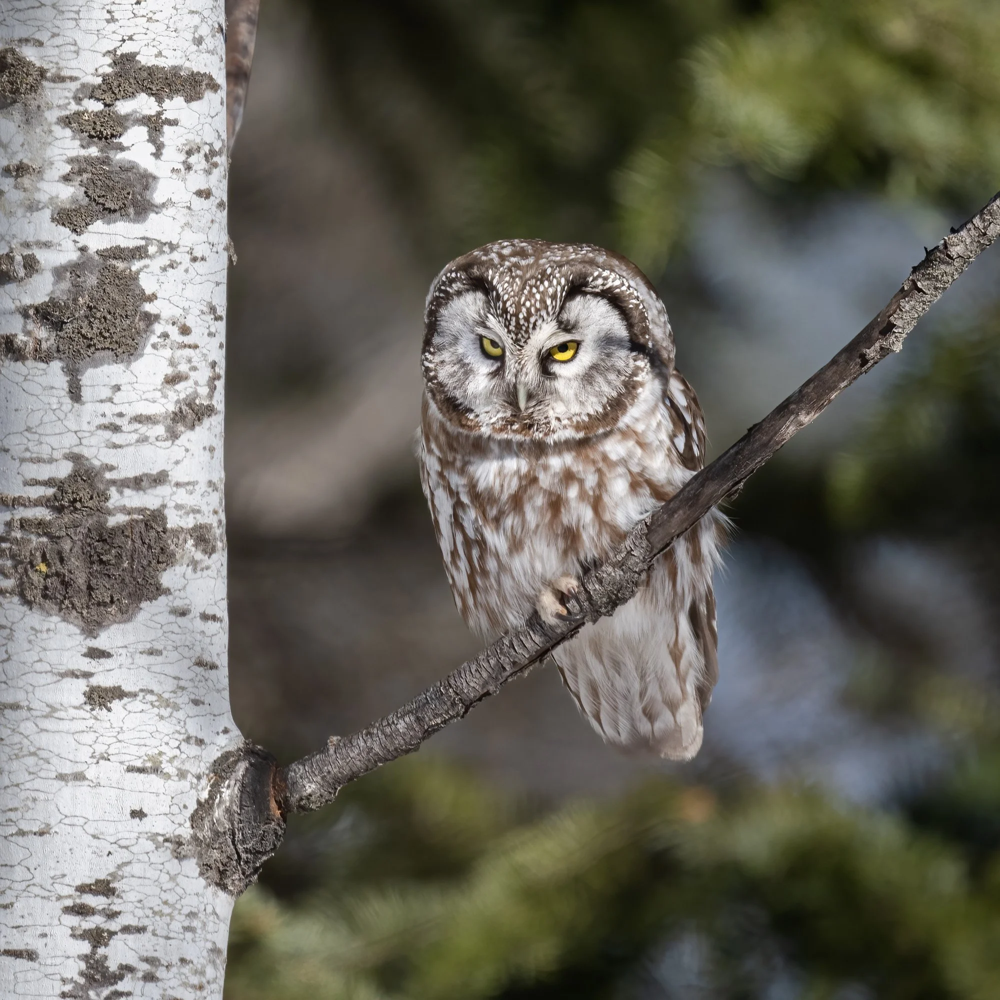Boreal Owl - Minnesota