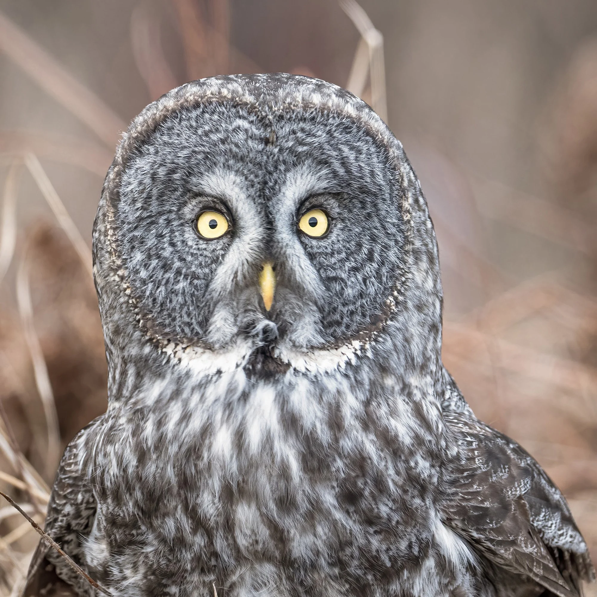 Great Gray Owl - Minnesota