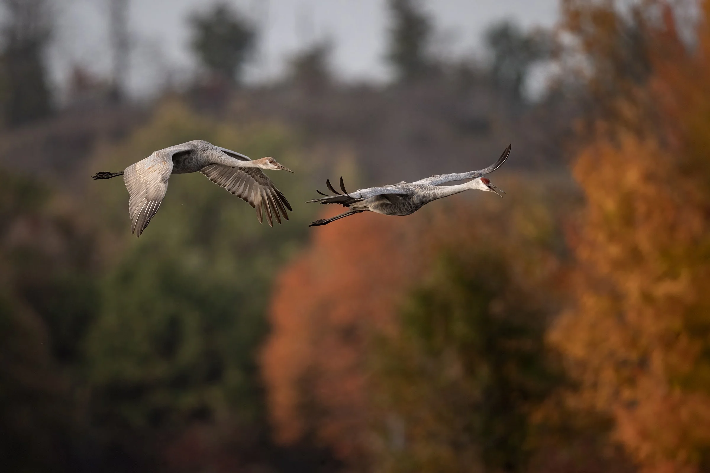 Sandhill Crane - Minnesota