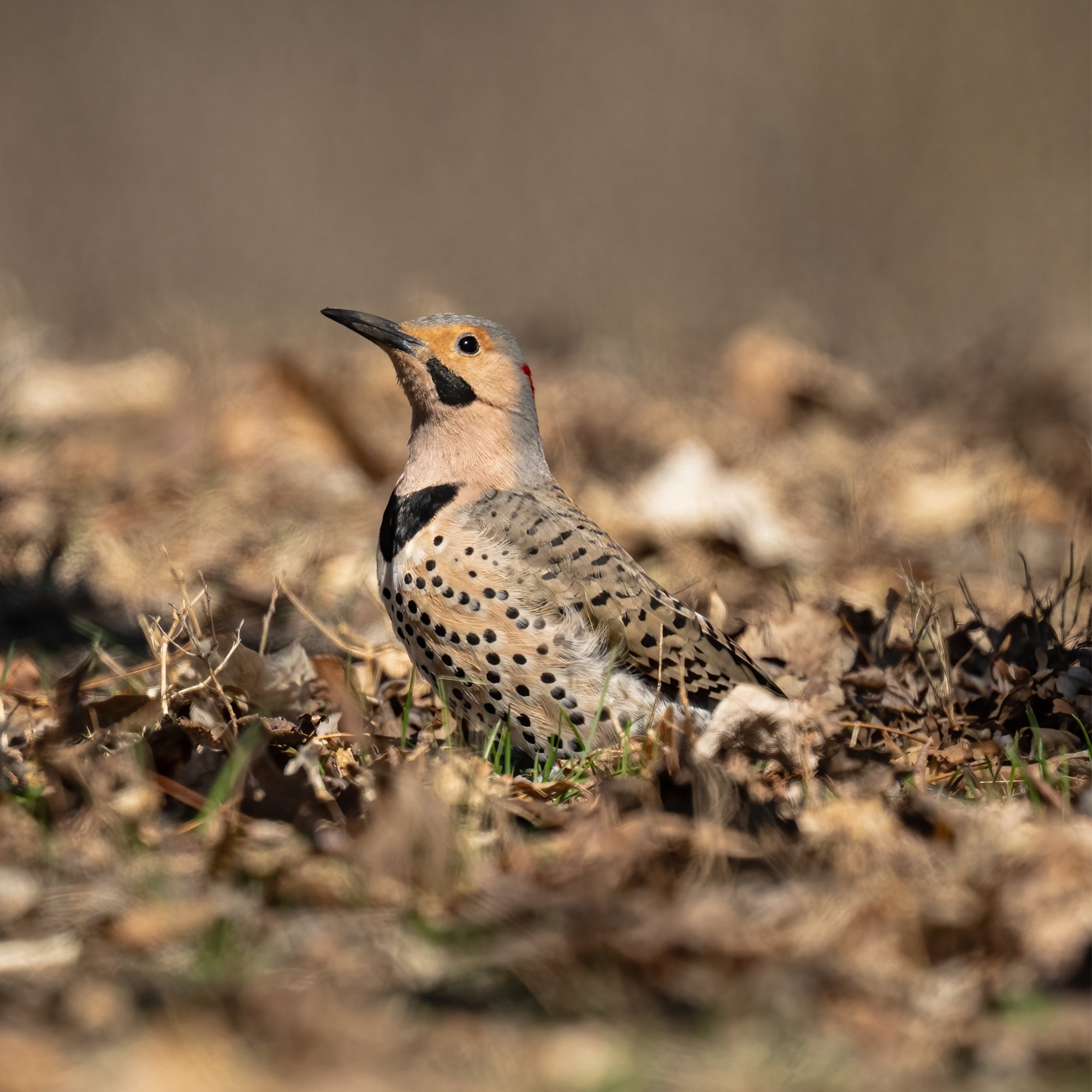 Northern Flicker - Minnesota