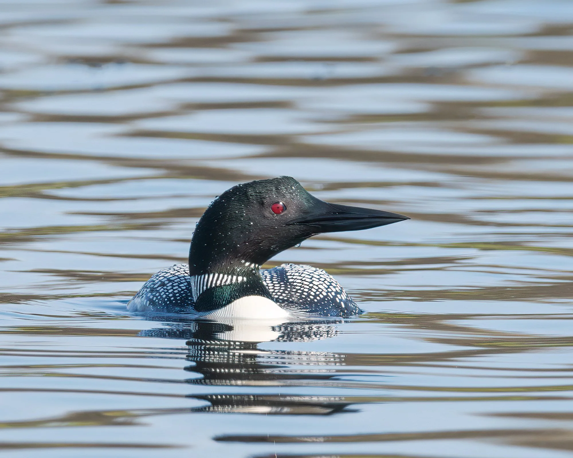 Common Loon - Minnesota