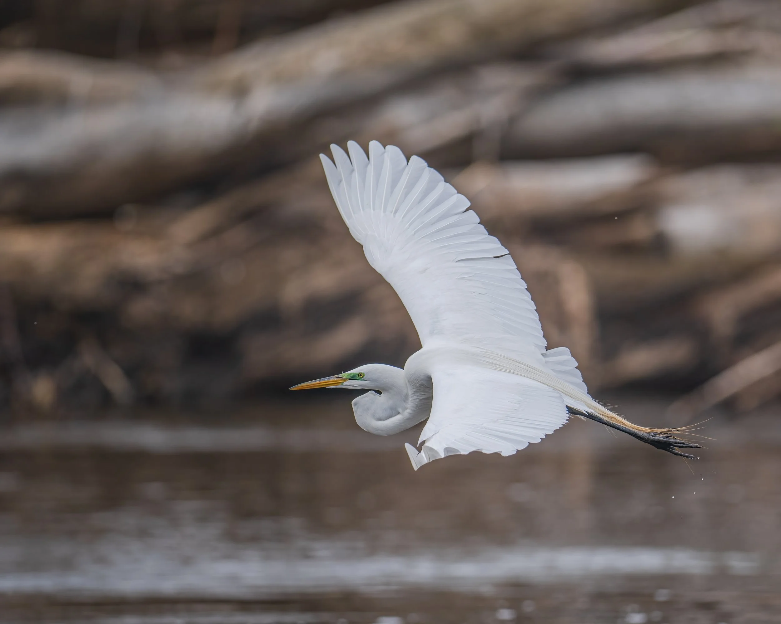 Great Egret - Minnesota
