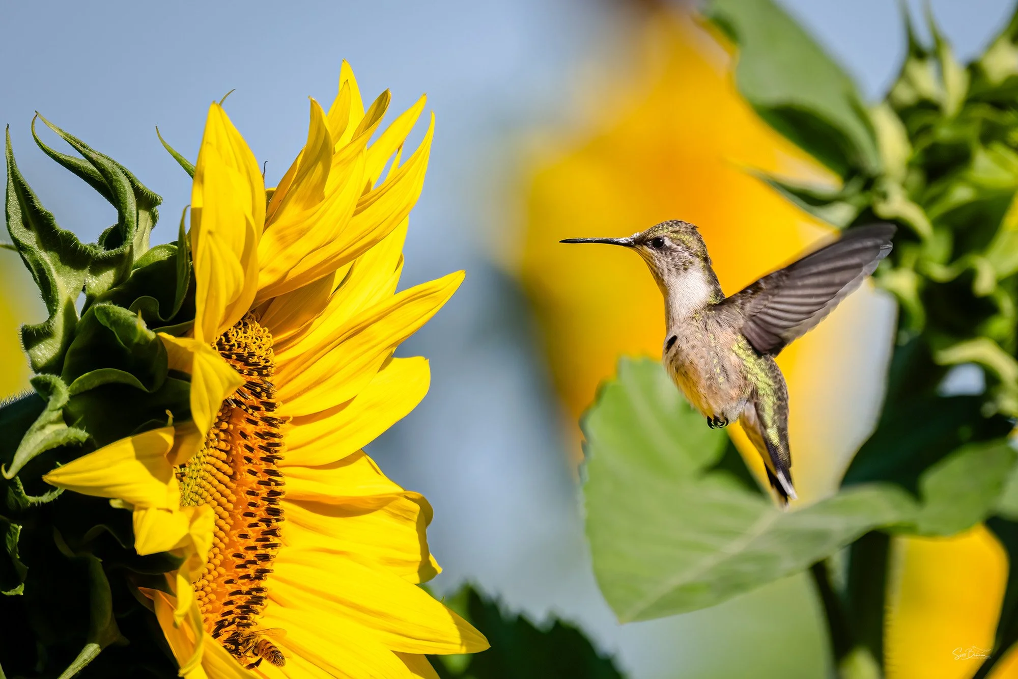 Ruby Throated Hummingbird - Minnesota