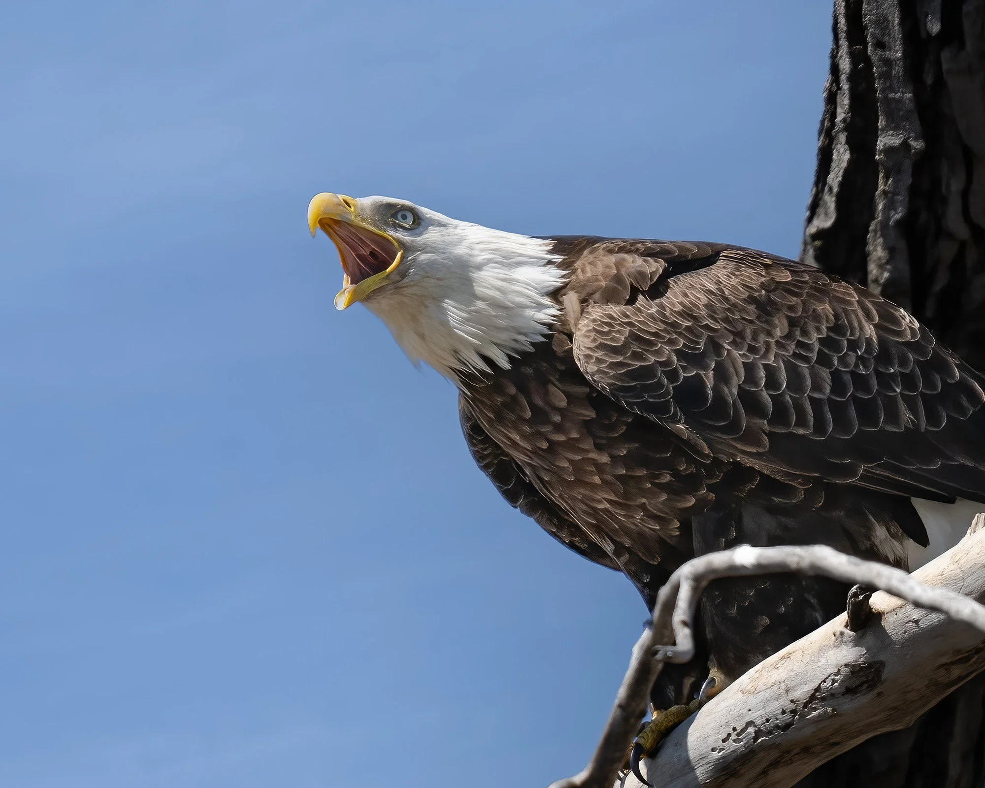 Bald Eagle - Minnesota