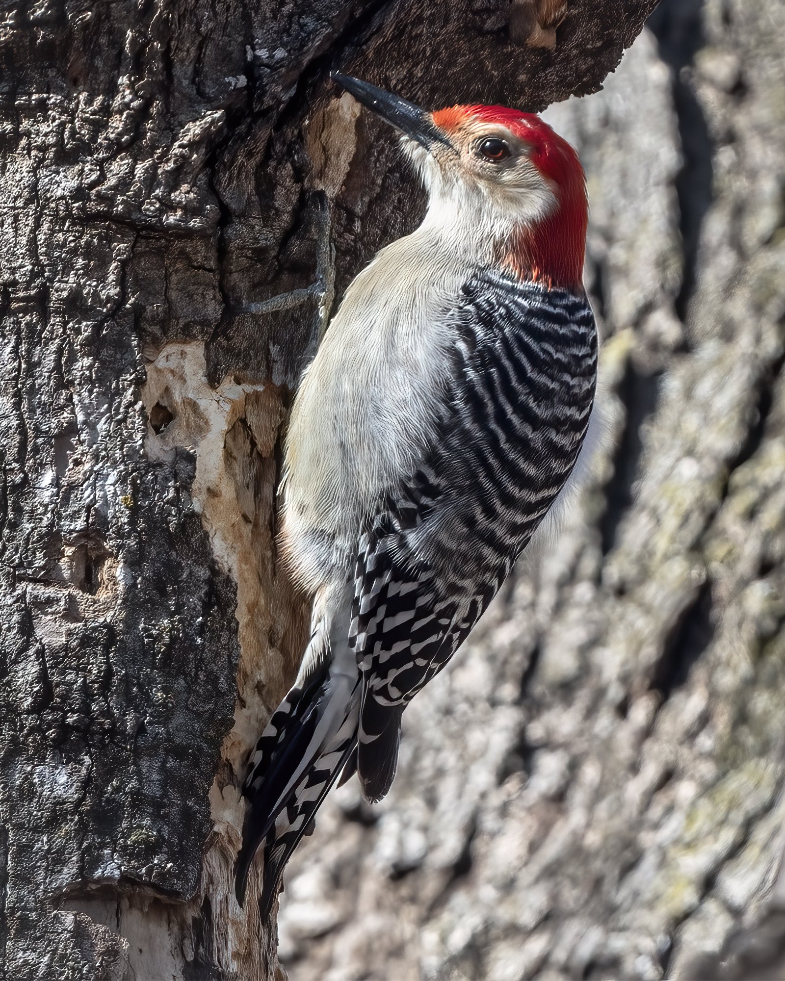 Red Bellied Woodpecker - Minnesota
