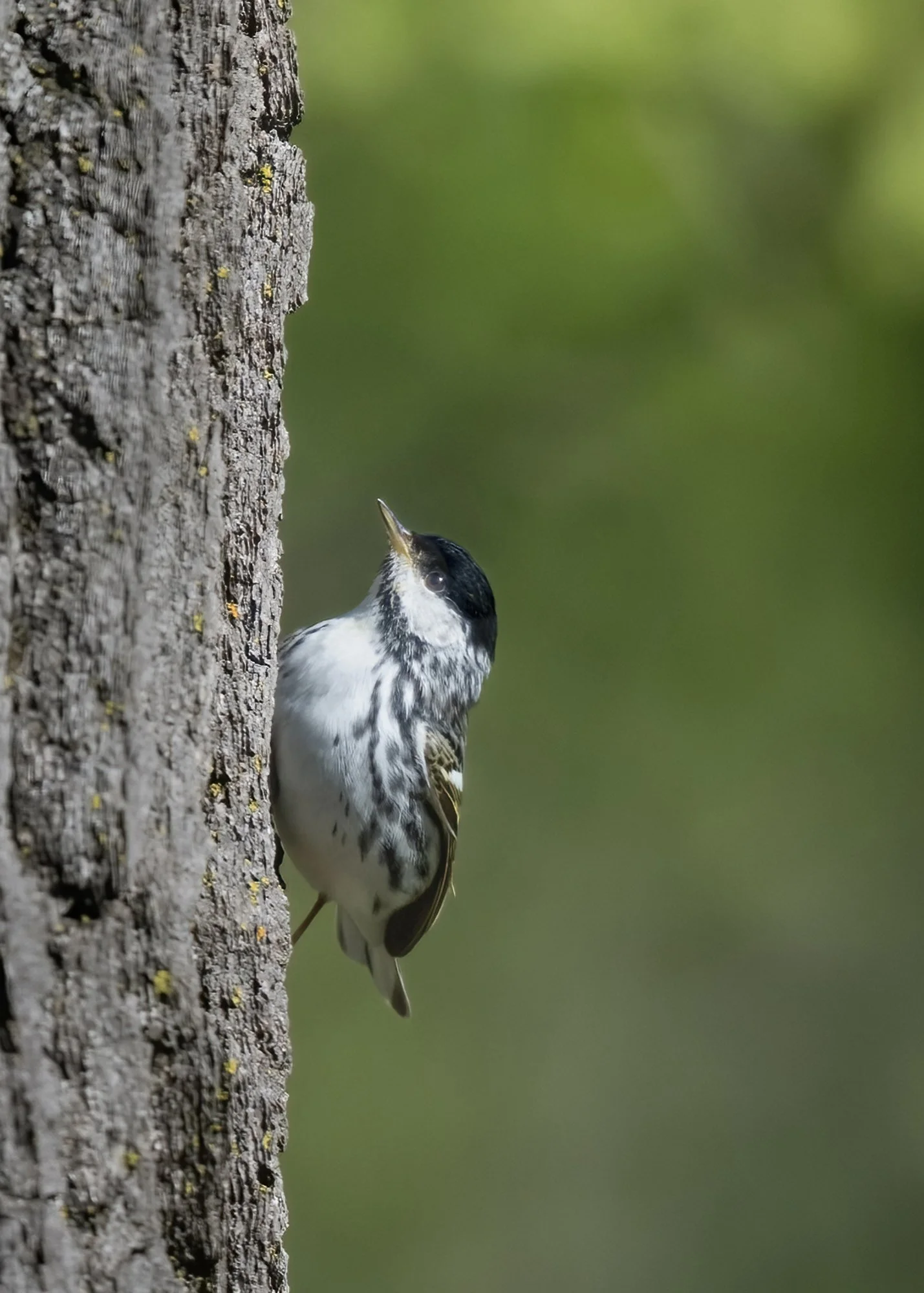 Blackpoll Warbler - Minnesota
