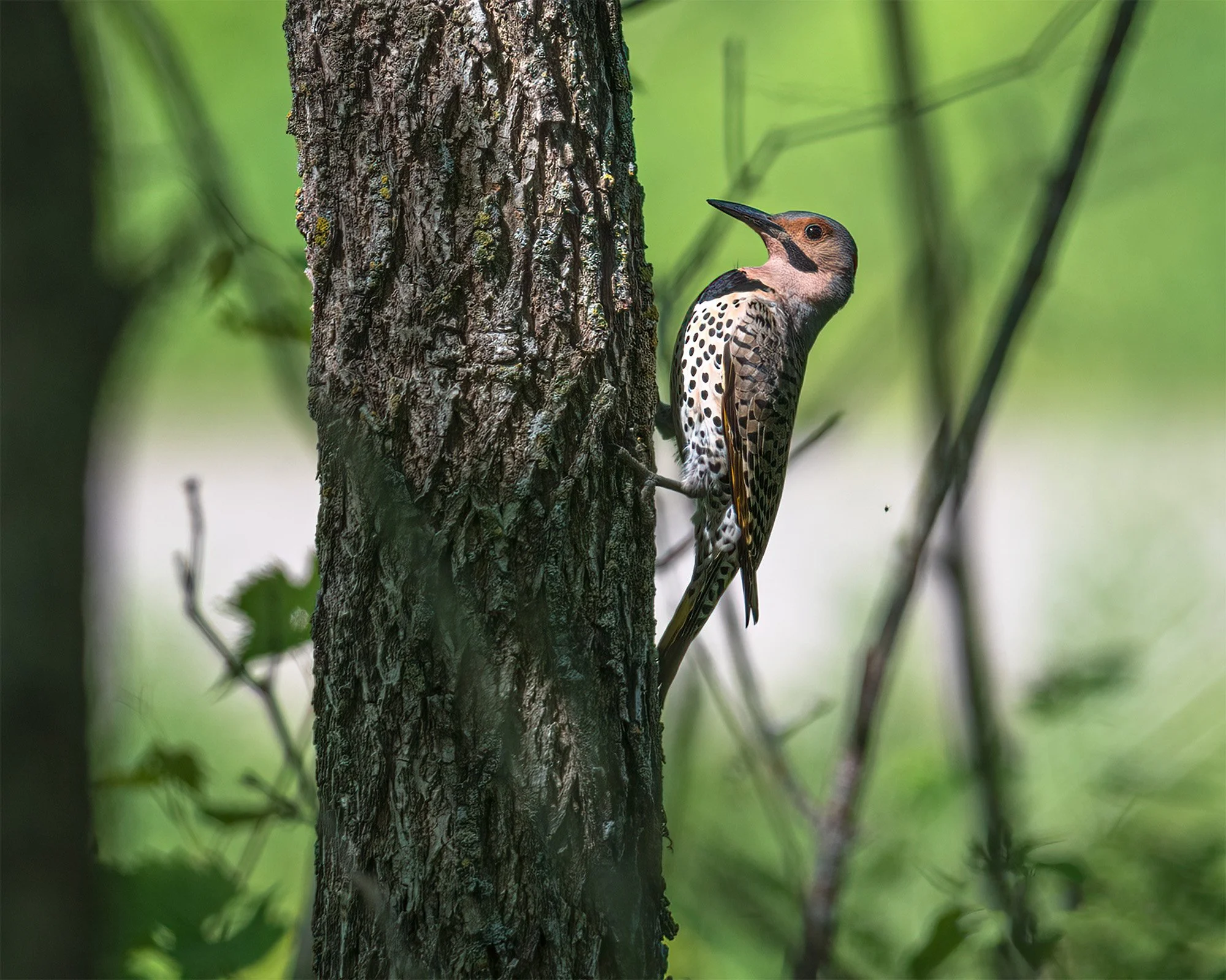 Northern Flicker - Minnesota