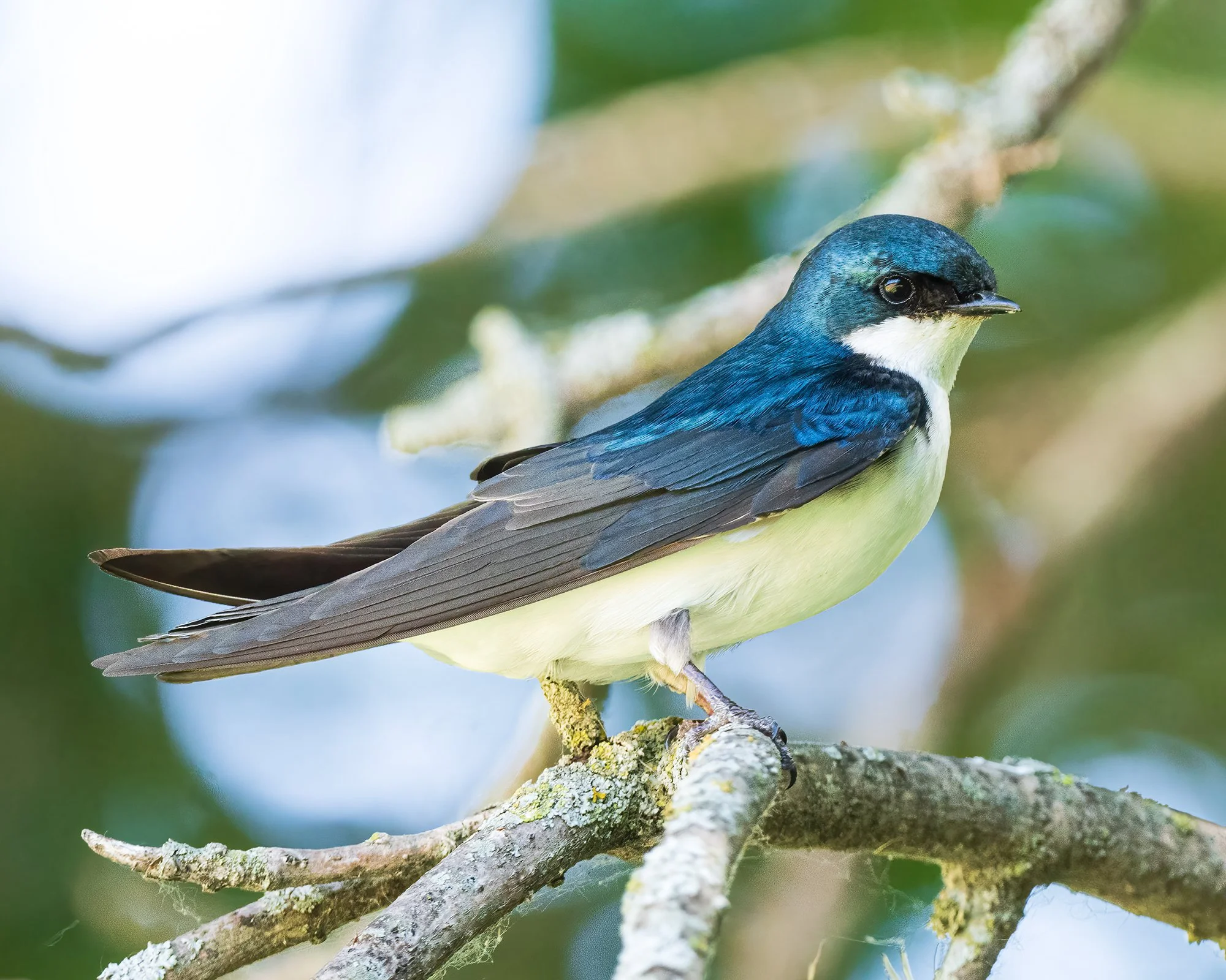 Tree Swallow - Minnesota