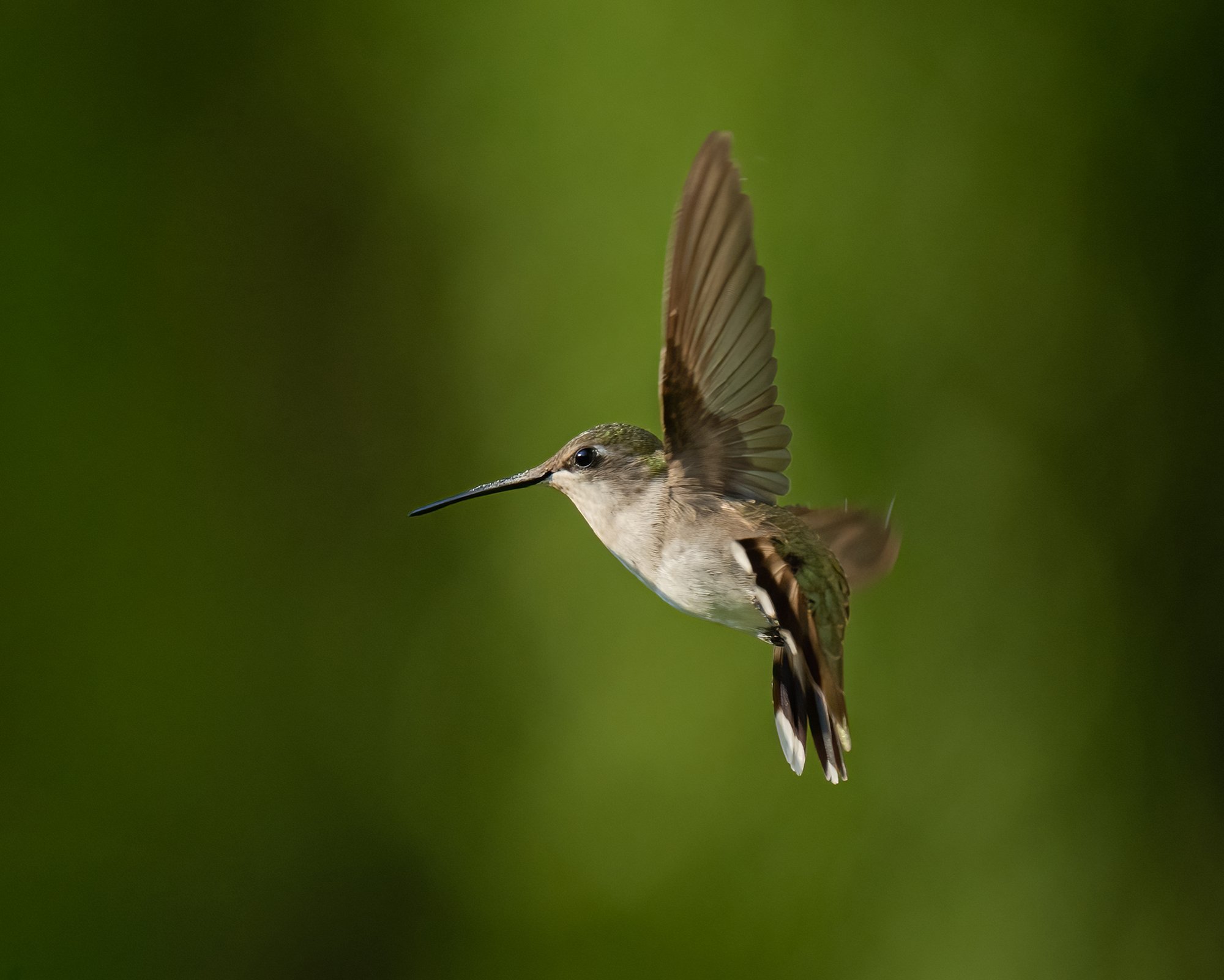 Ruby Throated Hummingbird - Minnesota