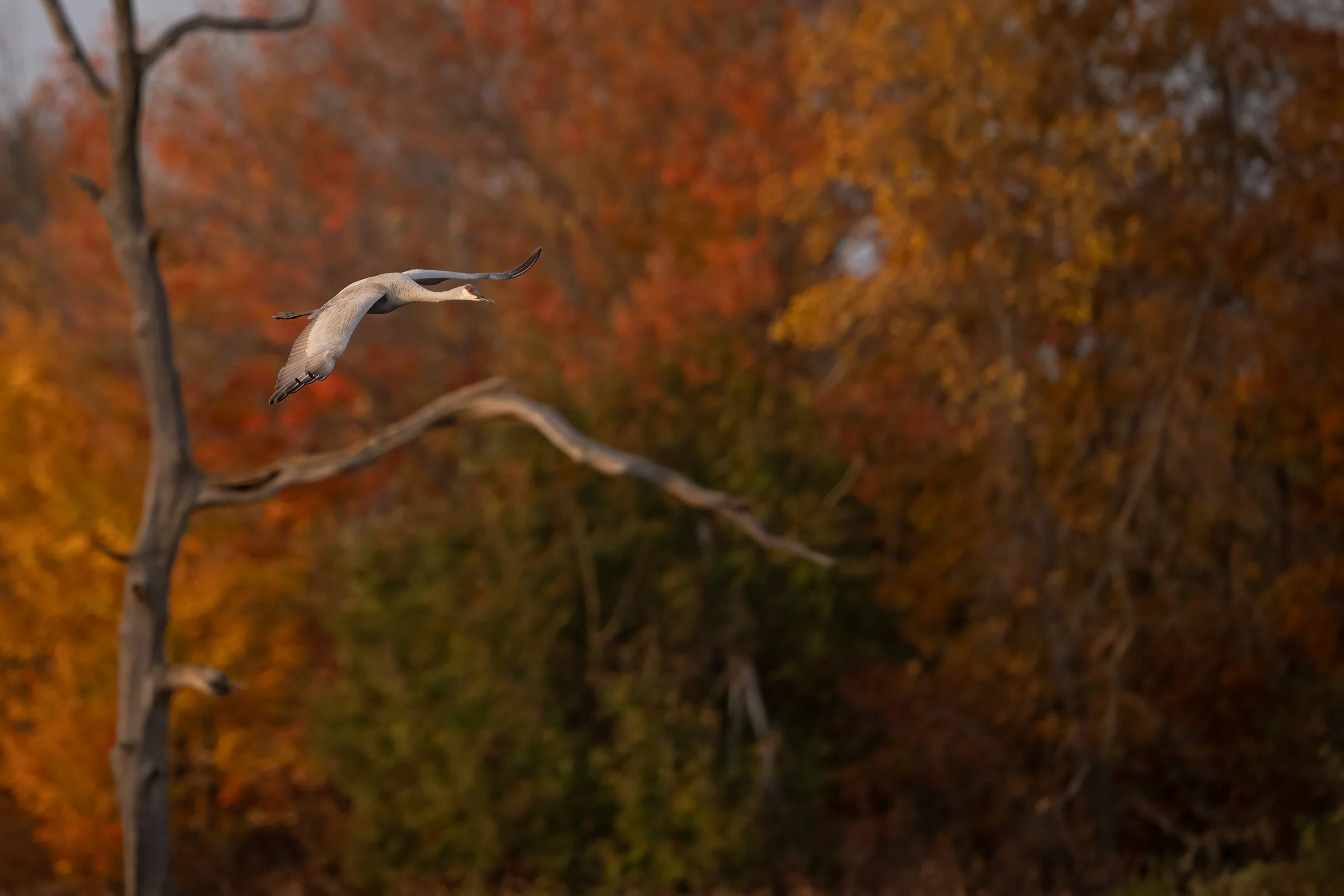 Sandhill Crane - Minnesota
