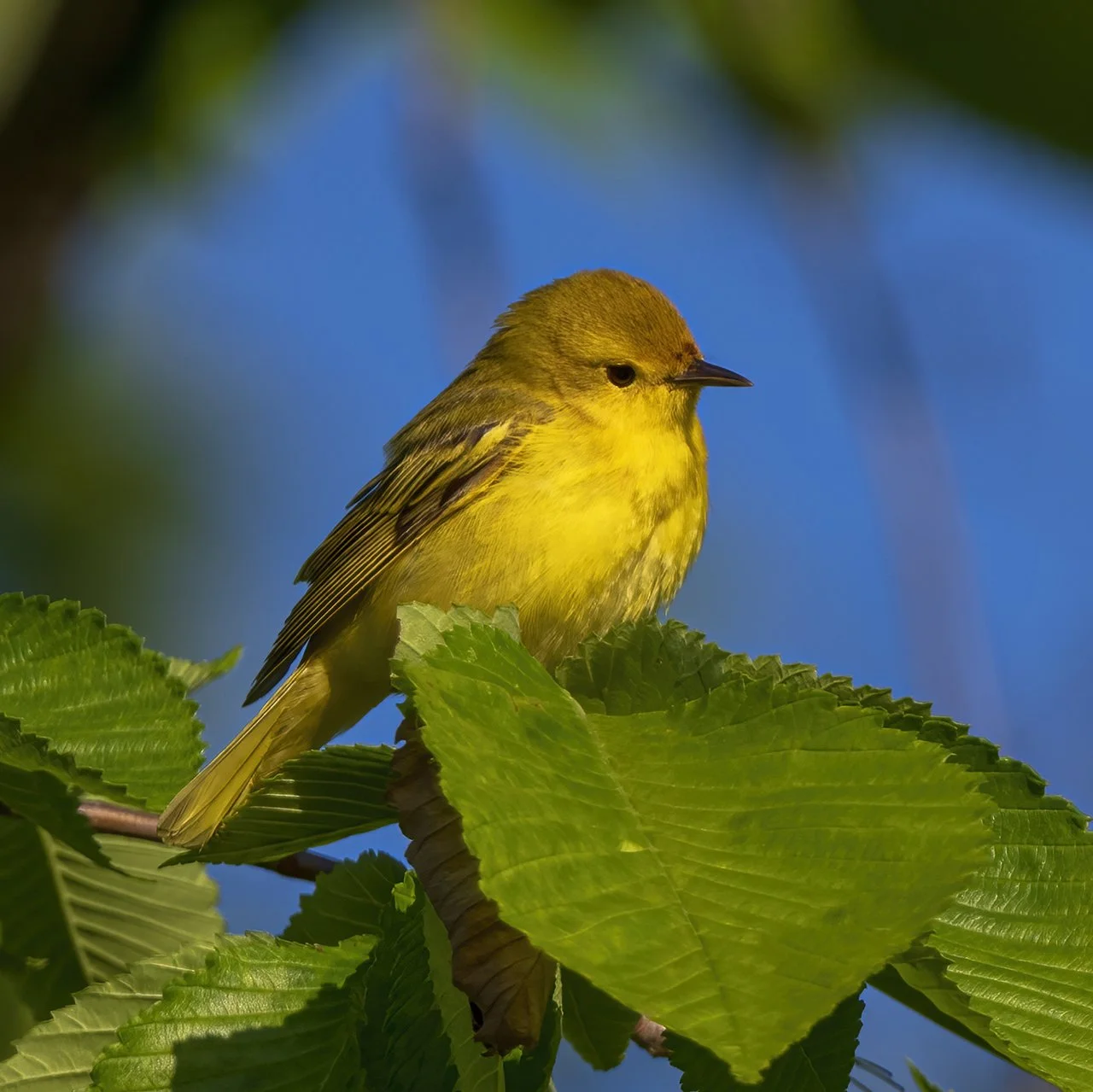Yellow Warbler - Minnesota