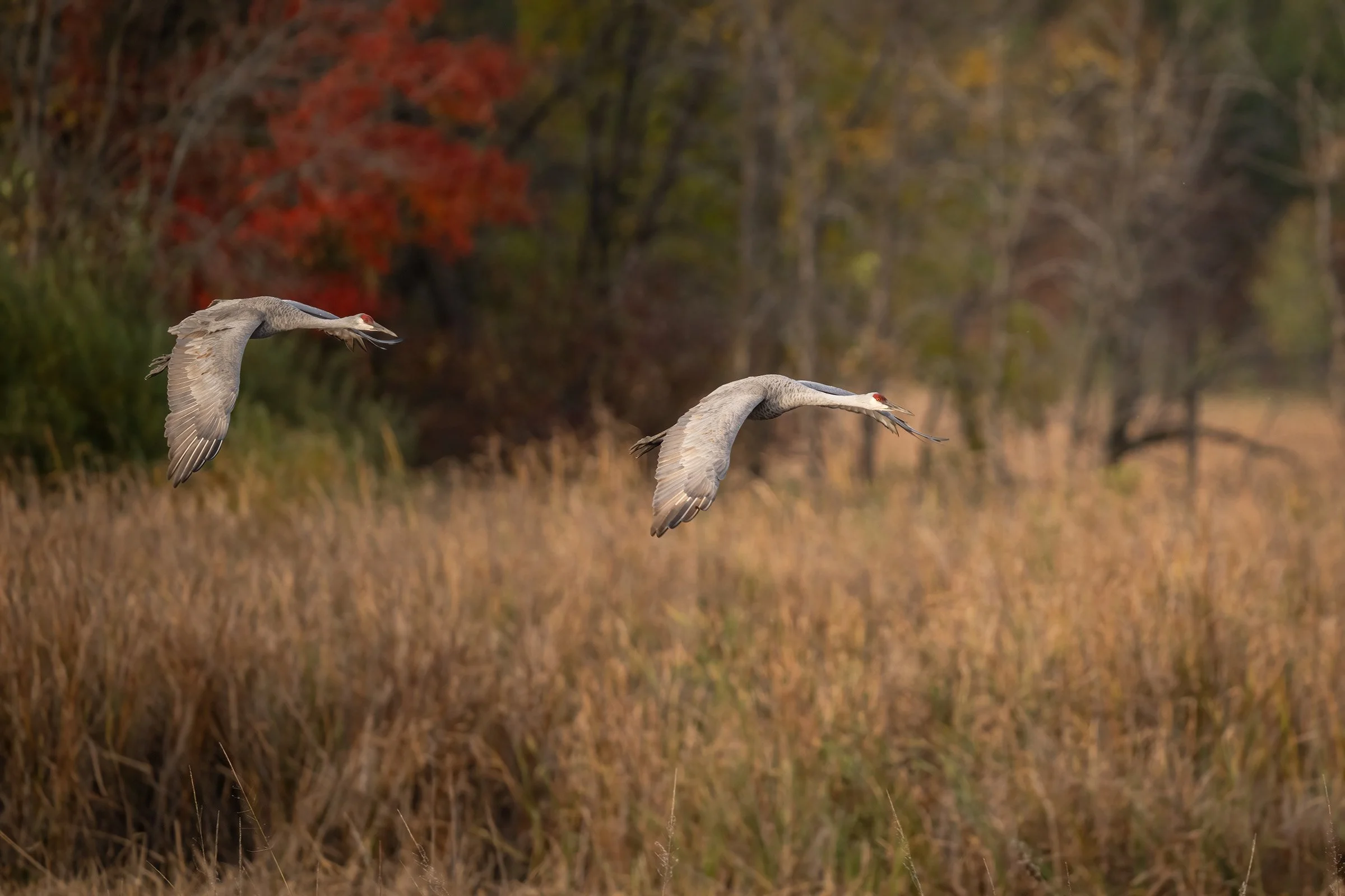 Sandhill Crane - Minnesota