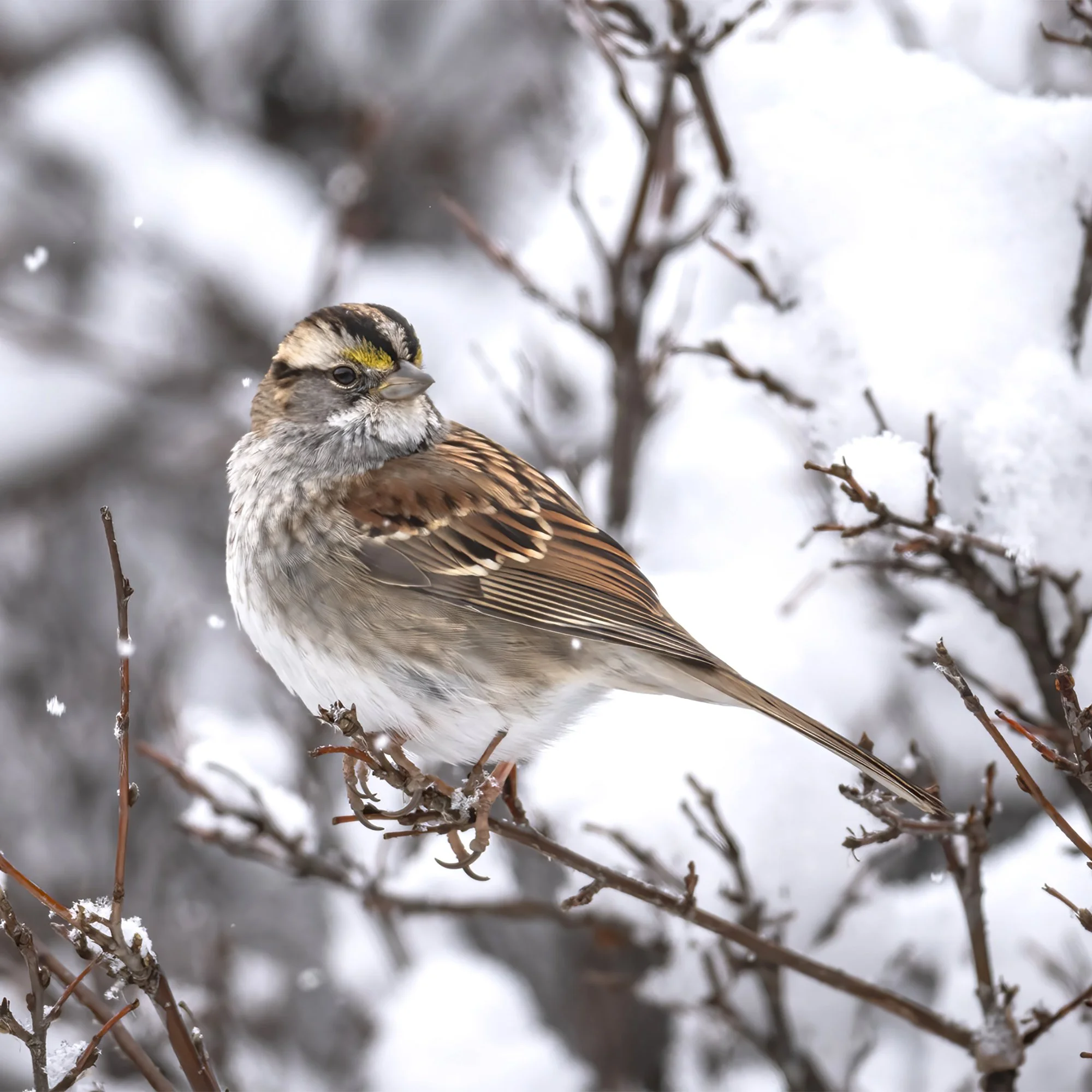 White Throated Sparrow - Minnesota