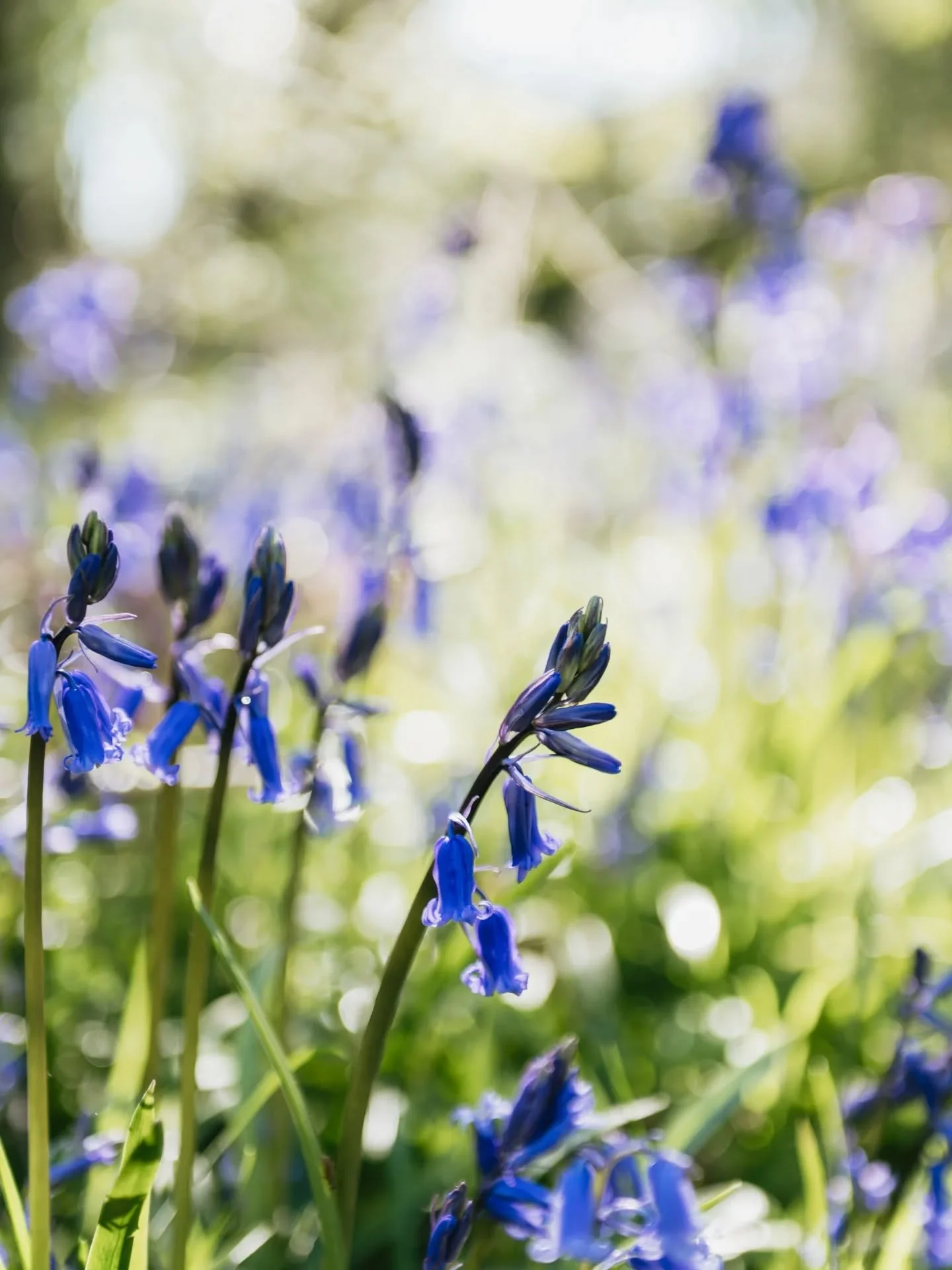 There's just a few spaces left for my mini headshot sessions amongst the Bluebells next week. It's not too late to book in!

These sessions are a short 15 mins photoshoot (in north Staffordshire) and 3 edited digital downloads. You can use this for j