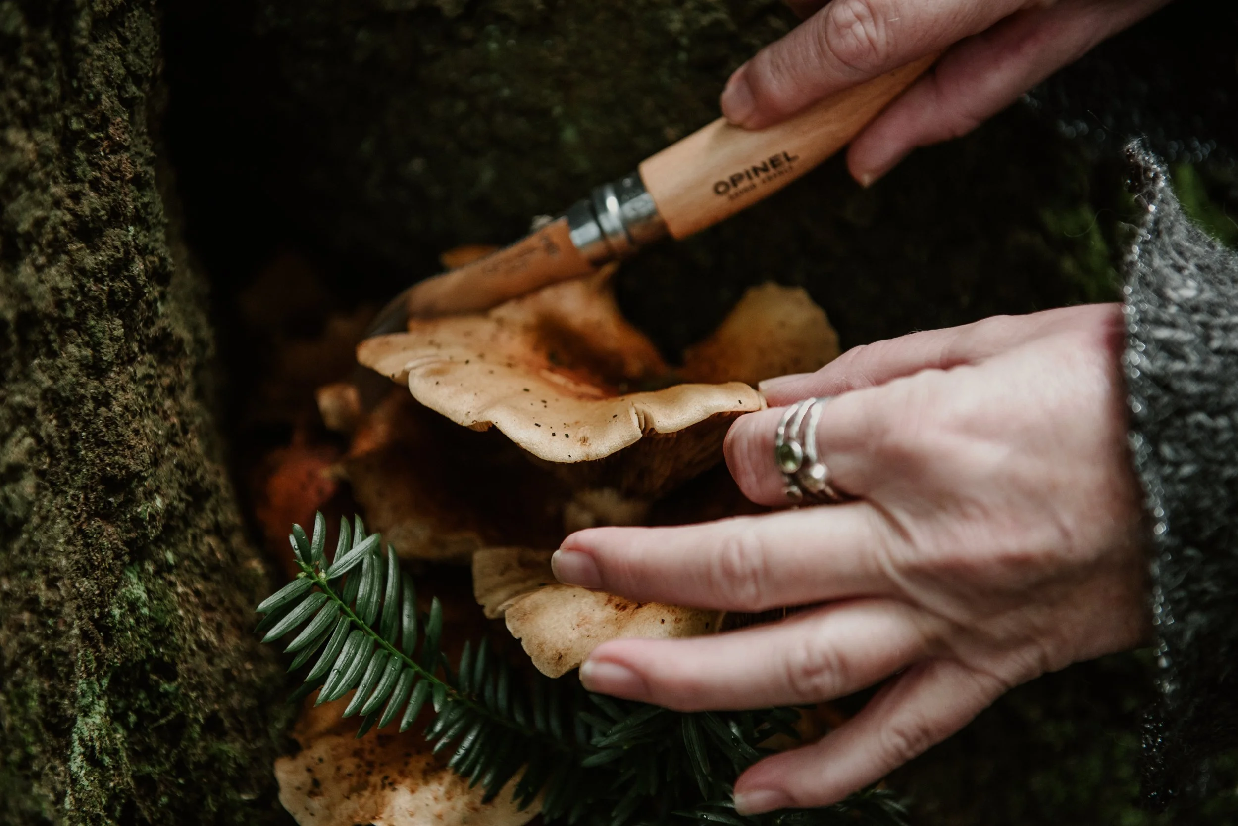 Hands foraging mushrooms with a knife.