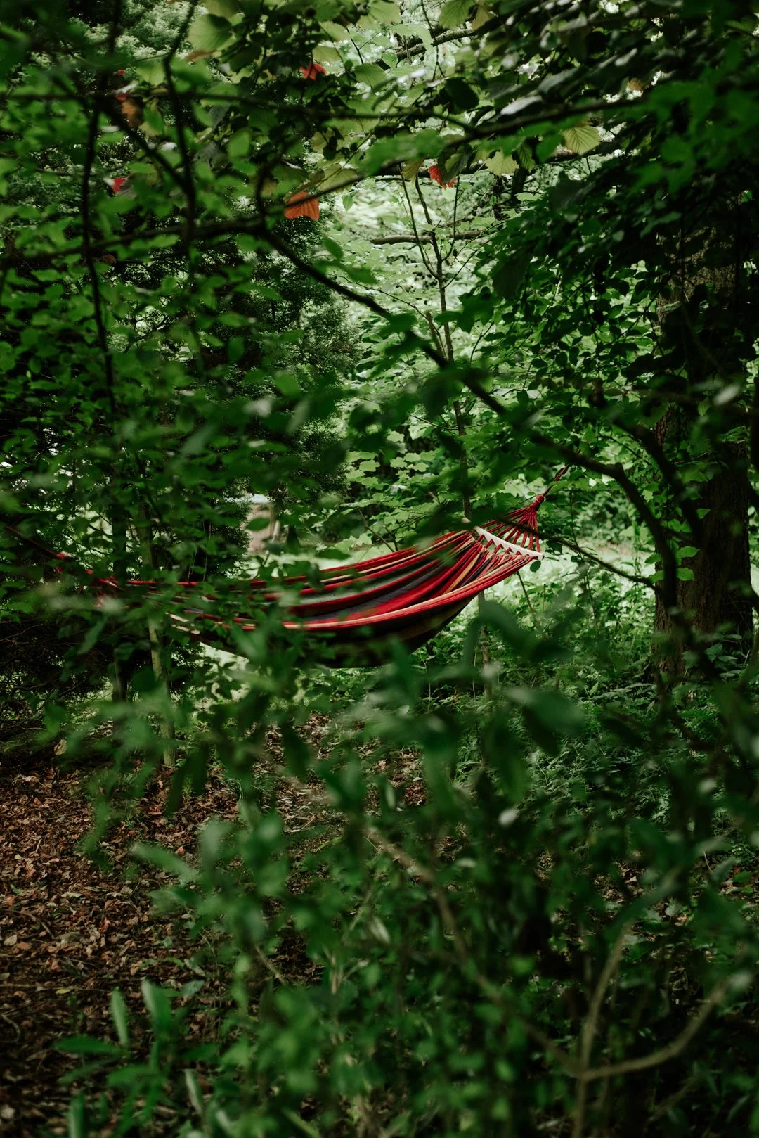 A red hammock hanging between trees in a forest