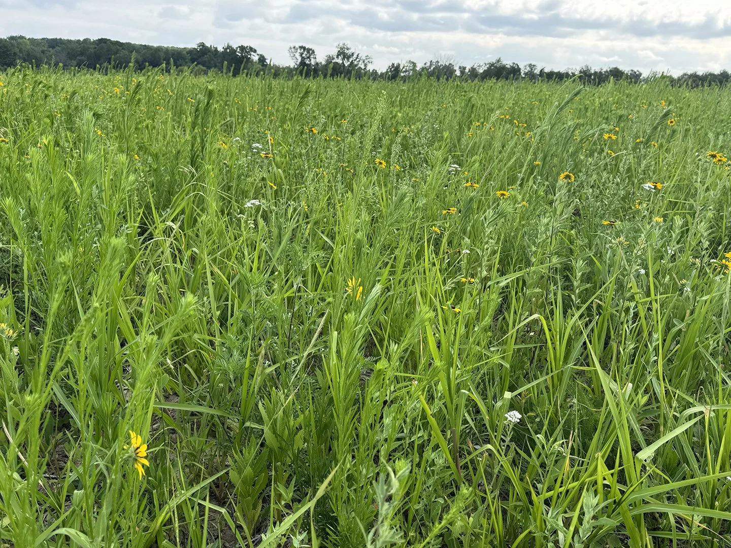 July 2026 24-acre conversion, black eyed susans, yarrow, partridge pea.