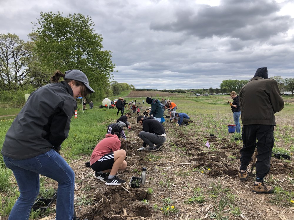 Volunteers planting native wildflowers