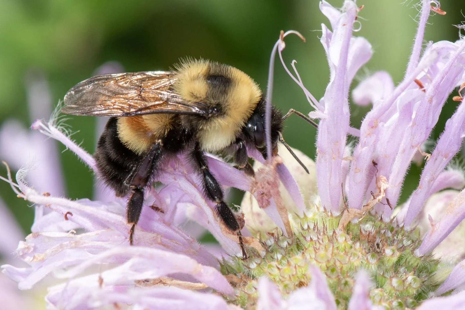 Critical Habitat Designation