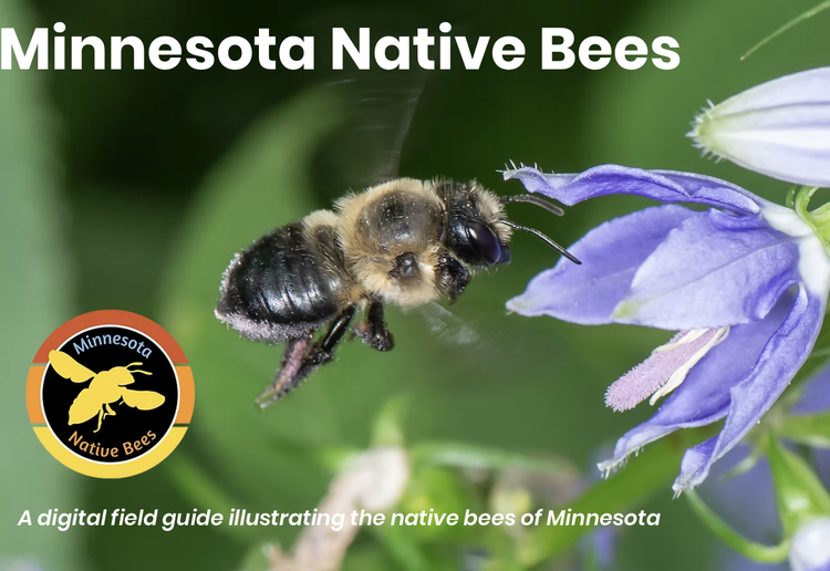 Bees — Pollinator Friendly Alliance