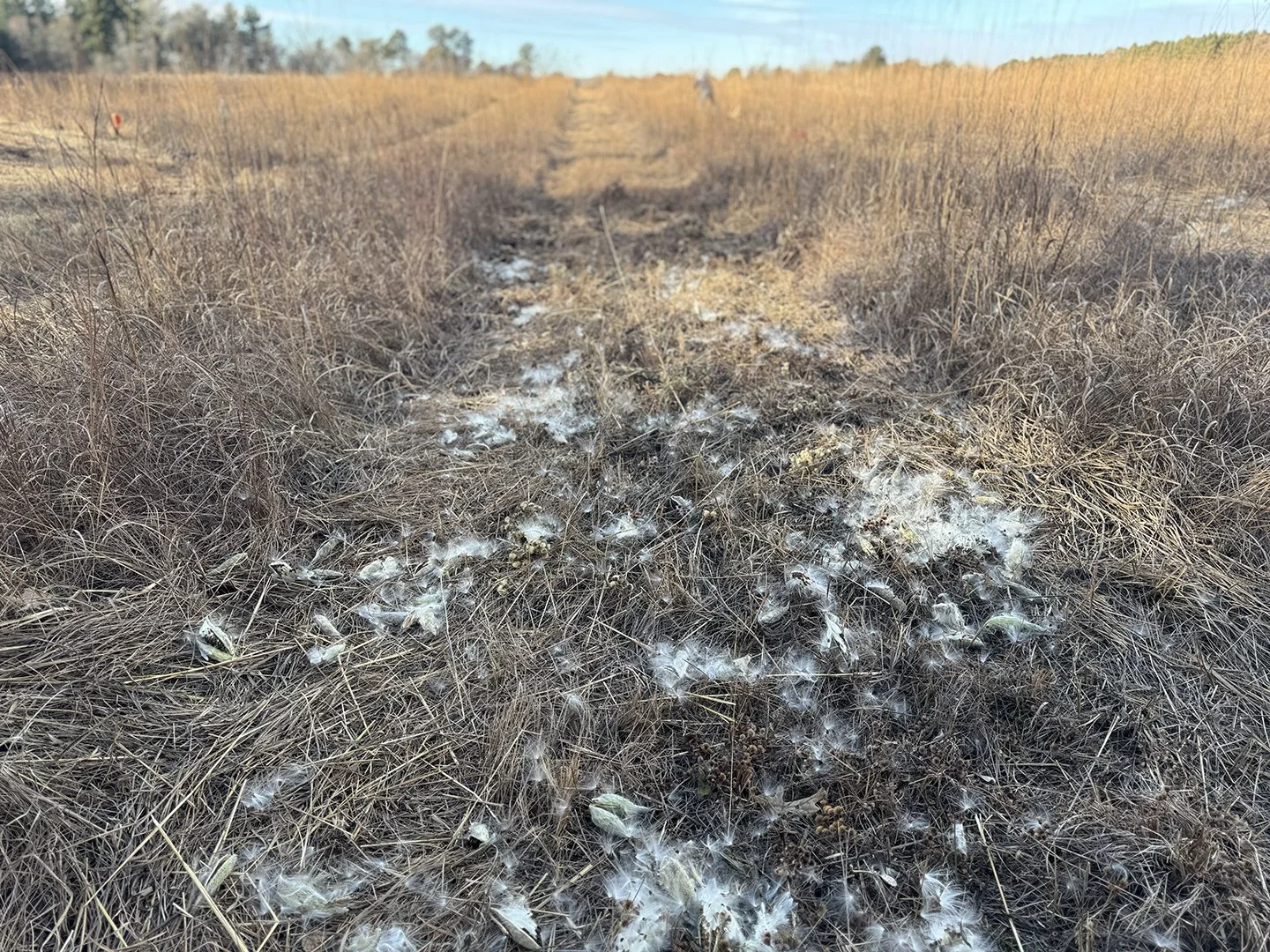 Nov 2026 Seeded hemiparasitic wood betony & northern bedstraw to reduce big bluestem