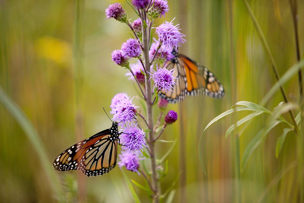 Monarch butterfly is not endangered, conservation authority