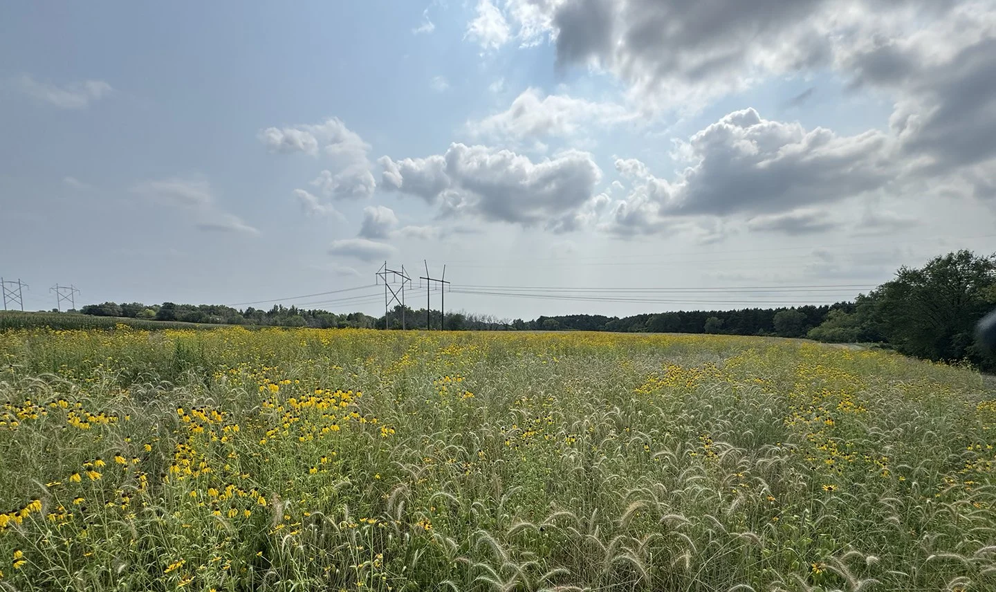 July 2026 9-acre restoration is flowering