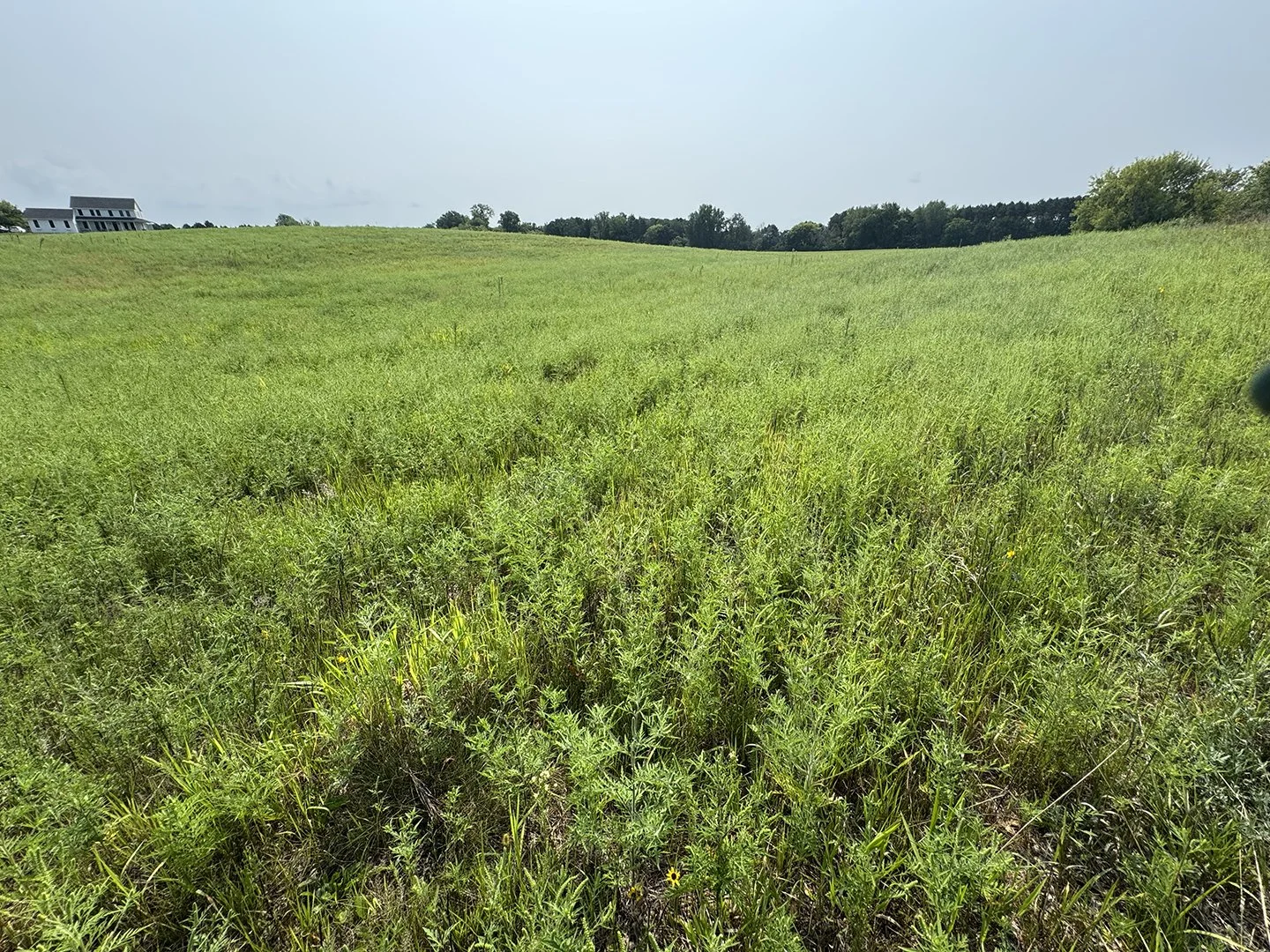 Adjacent 19-acre, first year after seeding 2026 weeds BEFORE