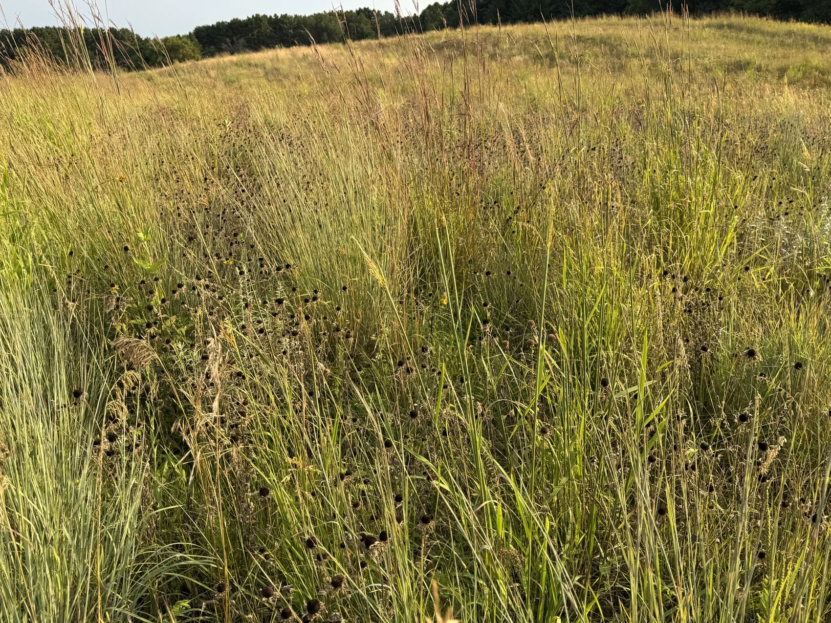2026 fall grasses 11-acre prairie