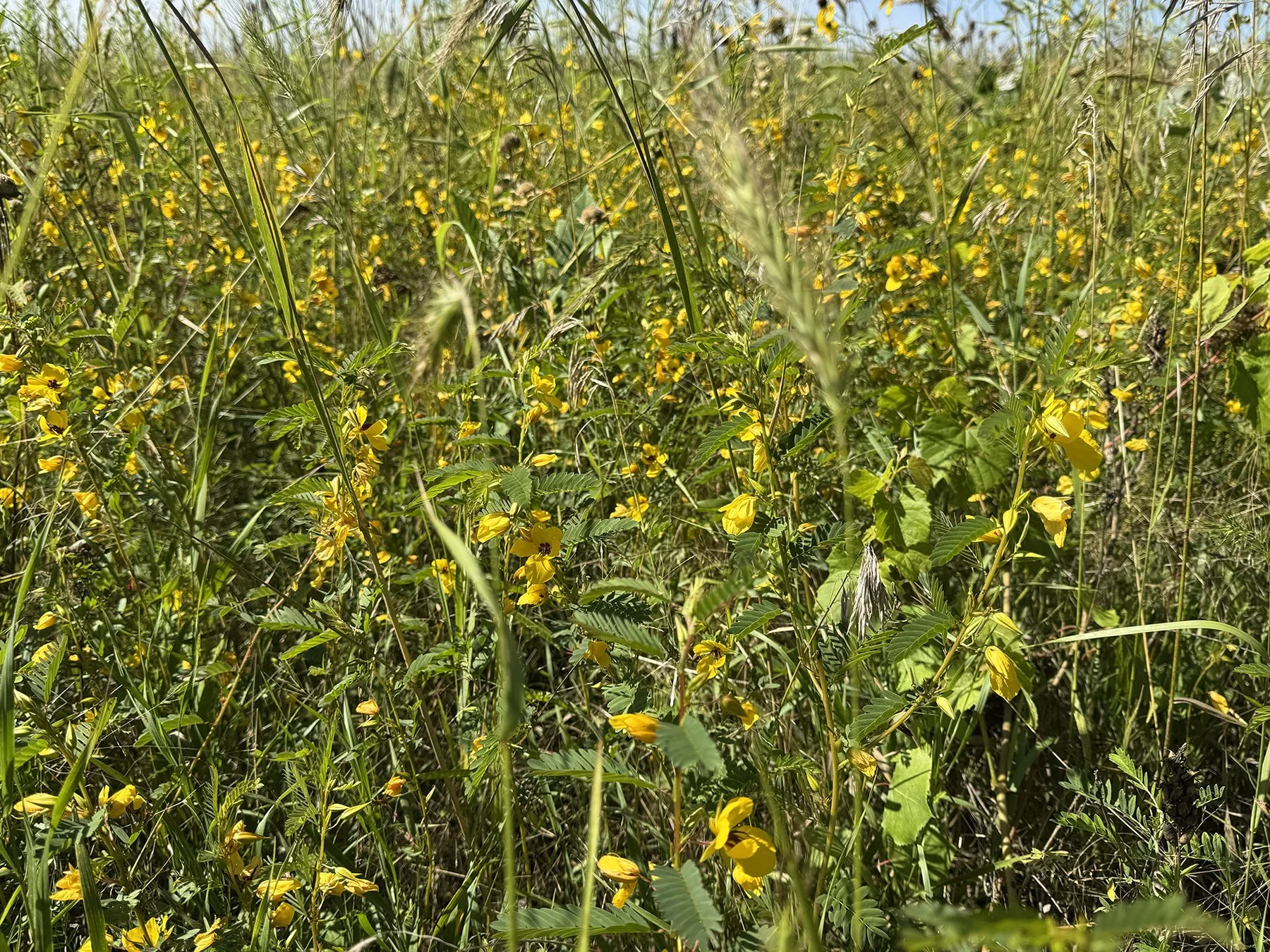 Partridge pea in propagation corridor aug 2026