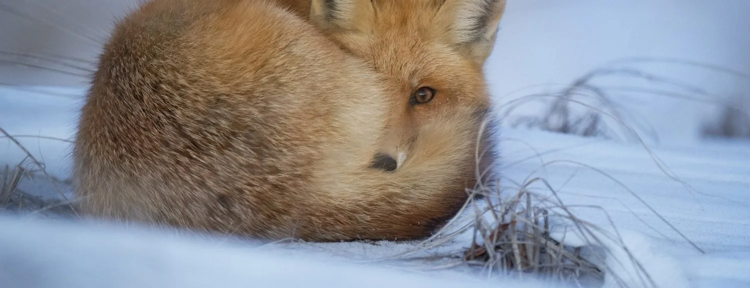 cropped-fox-in-snow.jpg