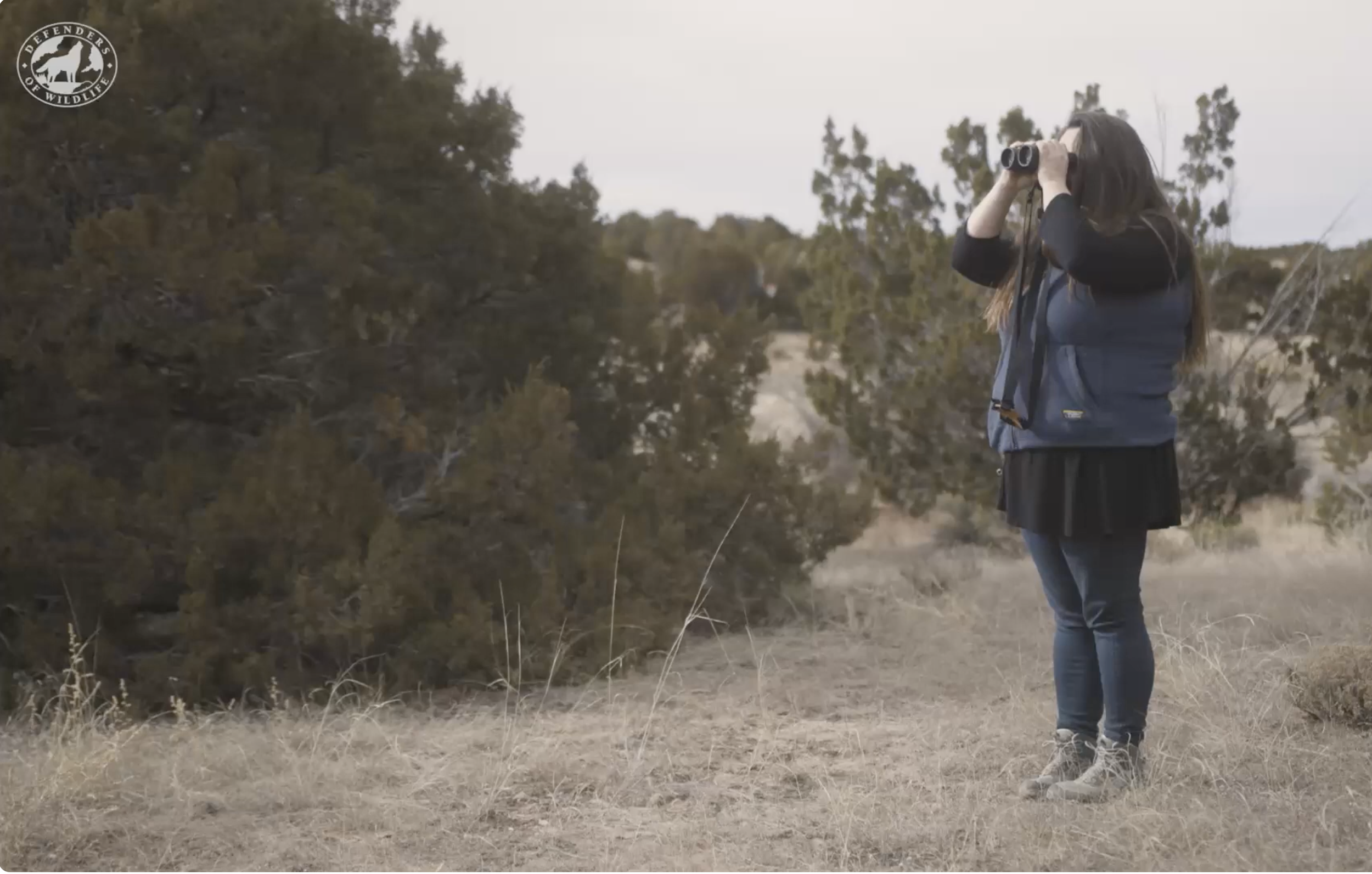 Pinyon Jay Needs the ESA! video from Defenders of Wildlife
