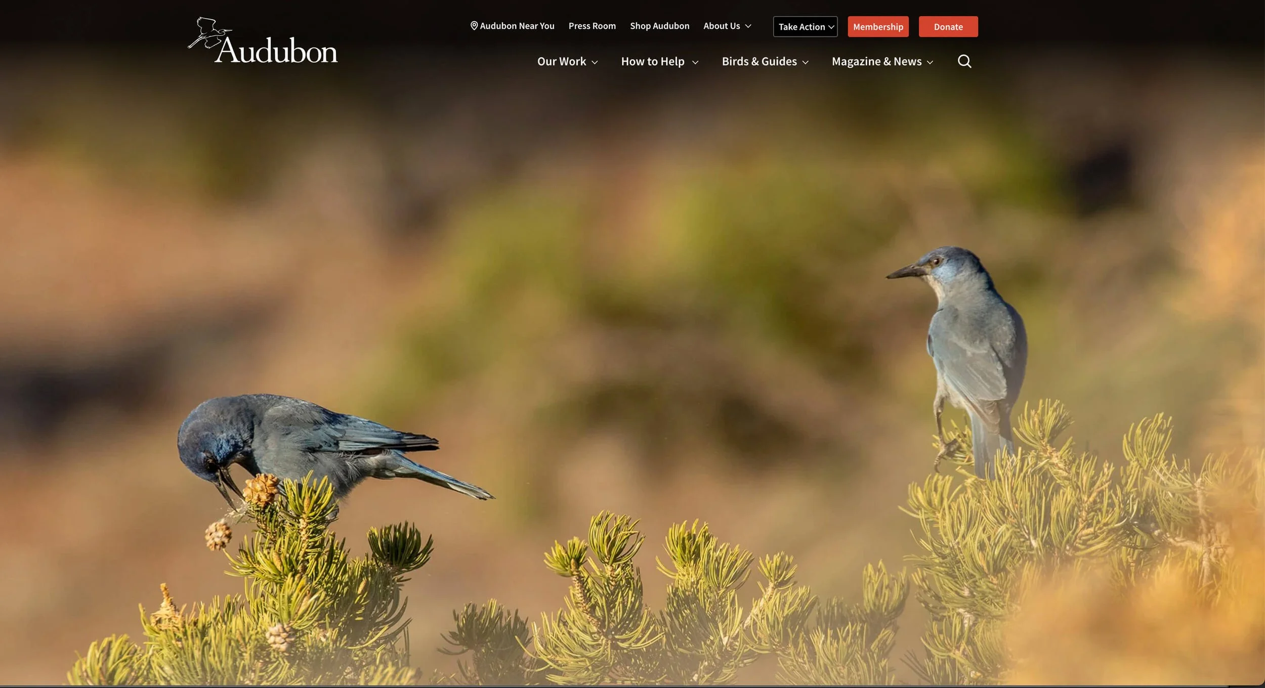 Article: The Pinyon Problem in Audubon Magazine