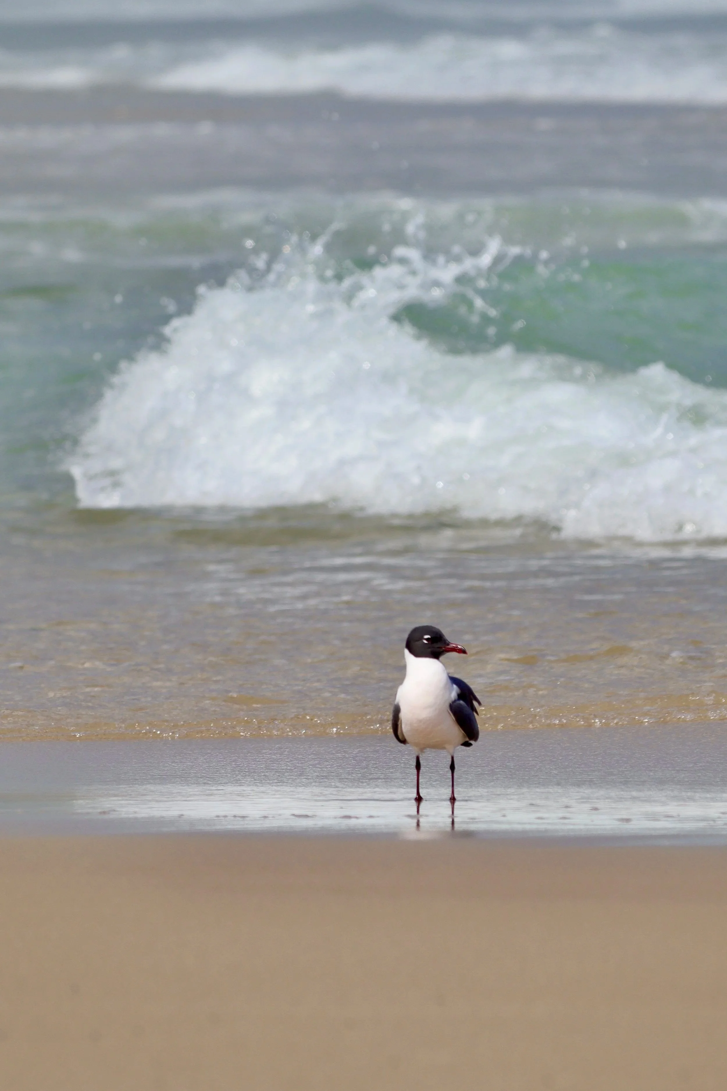 Today’s Birds - April 17, 2026