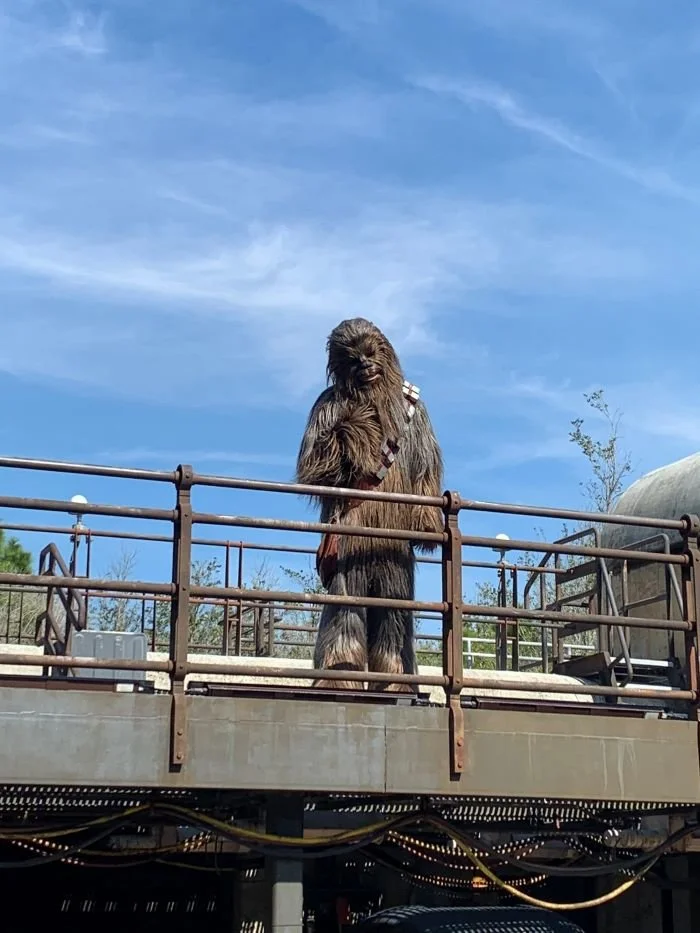 How to See Disney Characters Walking Around.jpeg