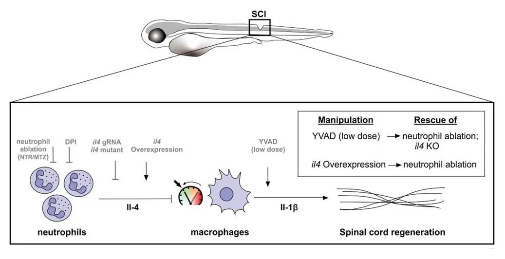 New Preprint about the Role of Neutrophils in Spinal Cord Regeneration!