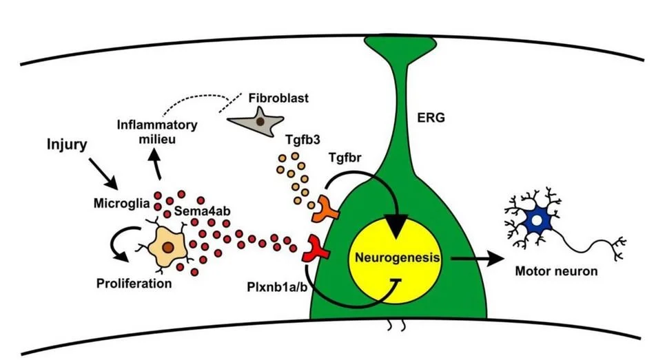 New Preprint about the Regulation of Regenerative Neurogenesis by Microglia!