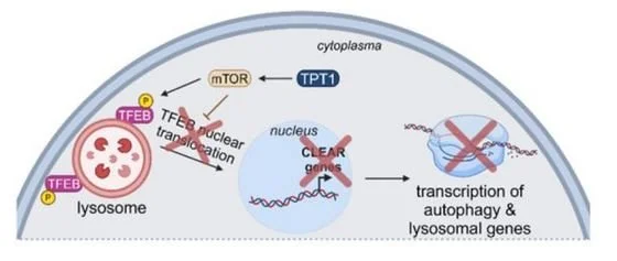 New Preprint about the Regulation of Motor Neuron Survival in Spinal Muscular Atrophy!