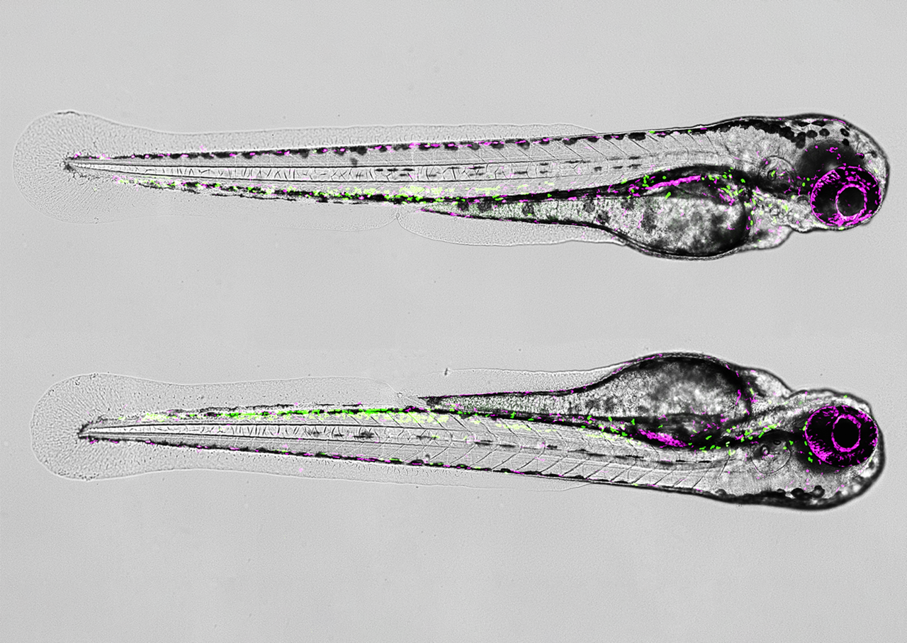 New Paper! How neutrophils control the inflammatory response after spinal cord injury