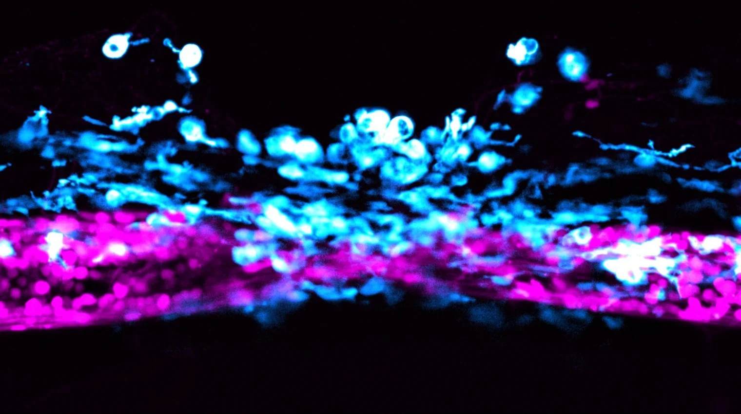 New Paper! How zebrafish control the production of newborn neurons after injury