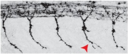New Preprint about the Role of Tachykinin Neuropeptides during Motor Neuron Development!