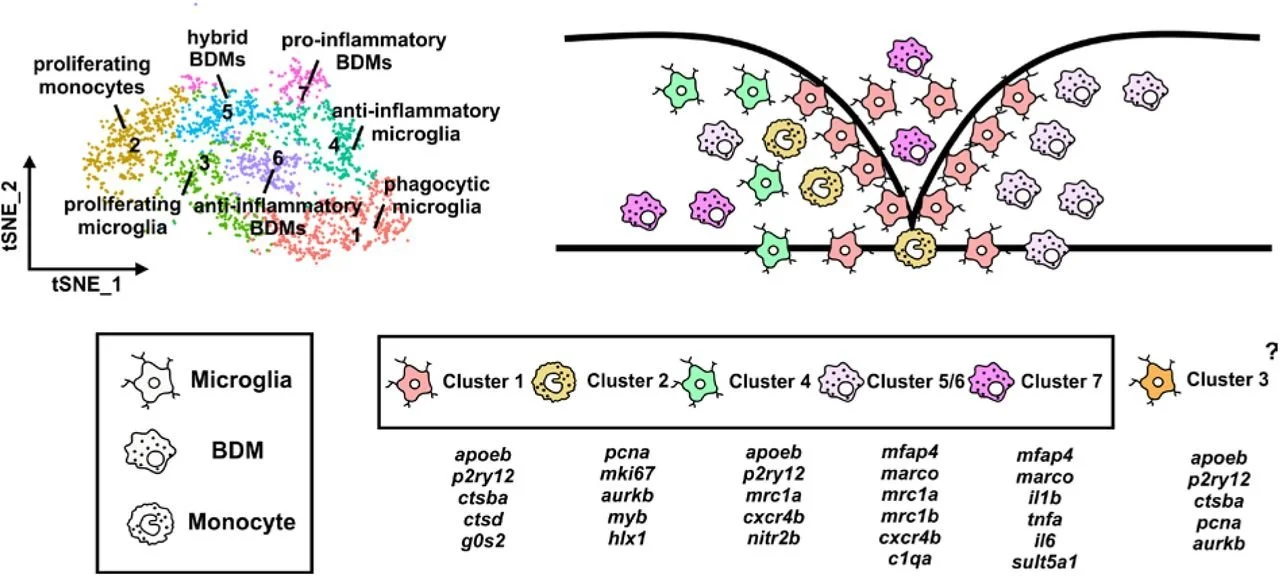 New Preprint about the Originals and Transcriptional Profiles of Macrophages after Spinal Cord Injury!