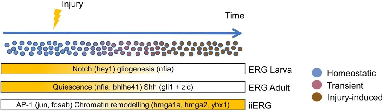 New Preprint about Gene Regulatory Networks in Neural Progenitors after Spinal Cord Injury!