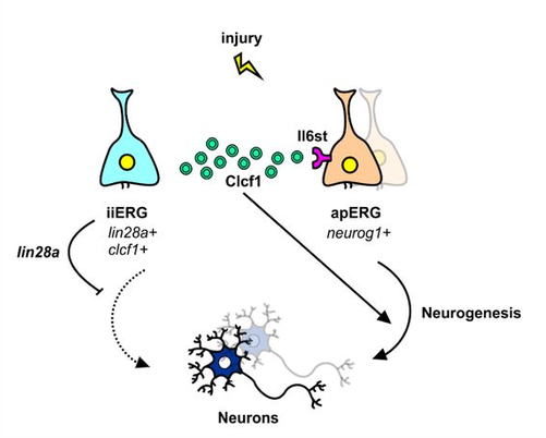 New Preprint about an Injury Induced Neural Progenitor State after Spinal Cord Injury!