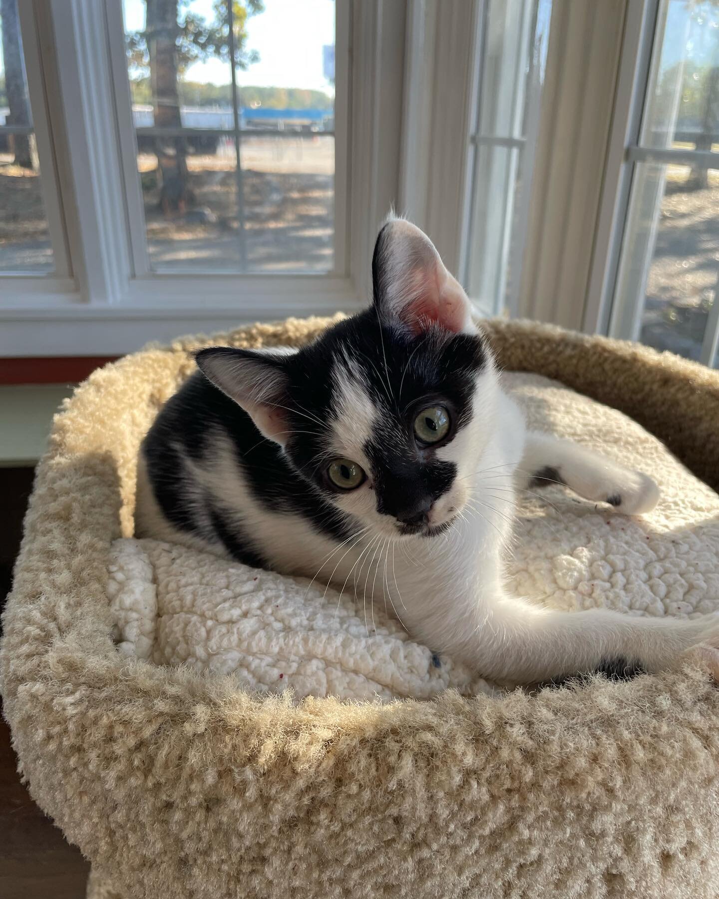 Meet Coffee Bean

Coffee Bean was surrendered to the rescue along with his siblings as a 4 week old kitten weighing only 0.5 lbs. Over the past couple months he has developed a personality that is on par to his name. The first clue he gave to the res