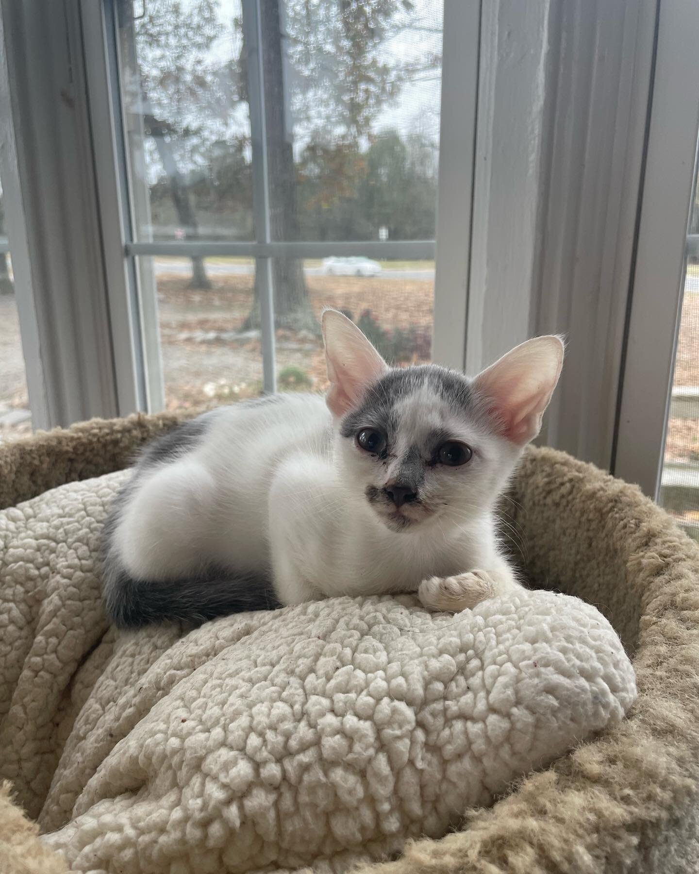 This morning we are heartbroken over the loss of our sweet Pinto. Pinto was brought to the rescue with her siblings when she was only a few weeks old and she spent the past 11 weeks as a part of the CVRS family. She was the runt of her litter and muc